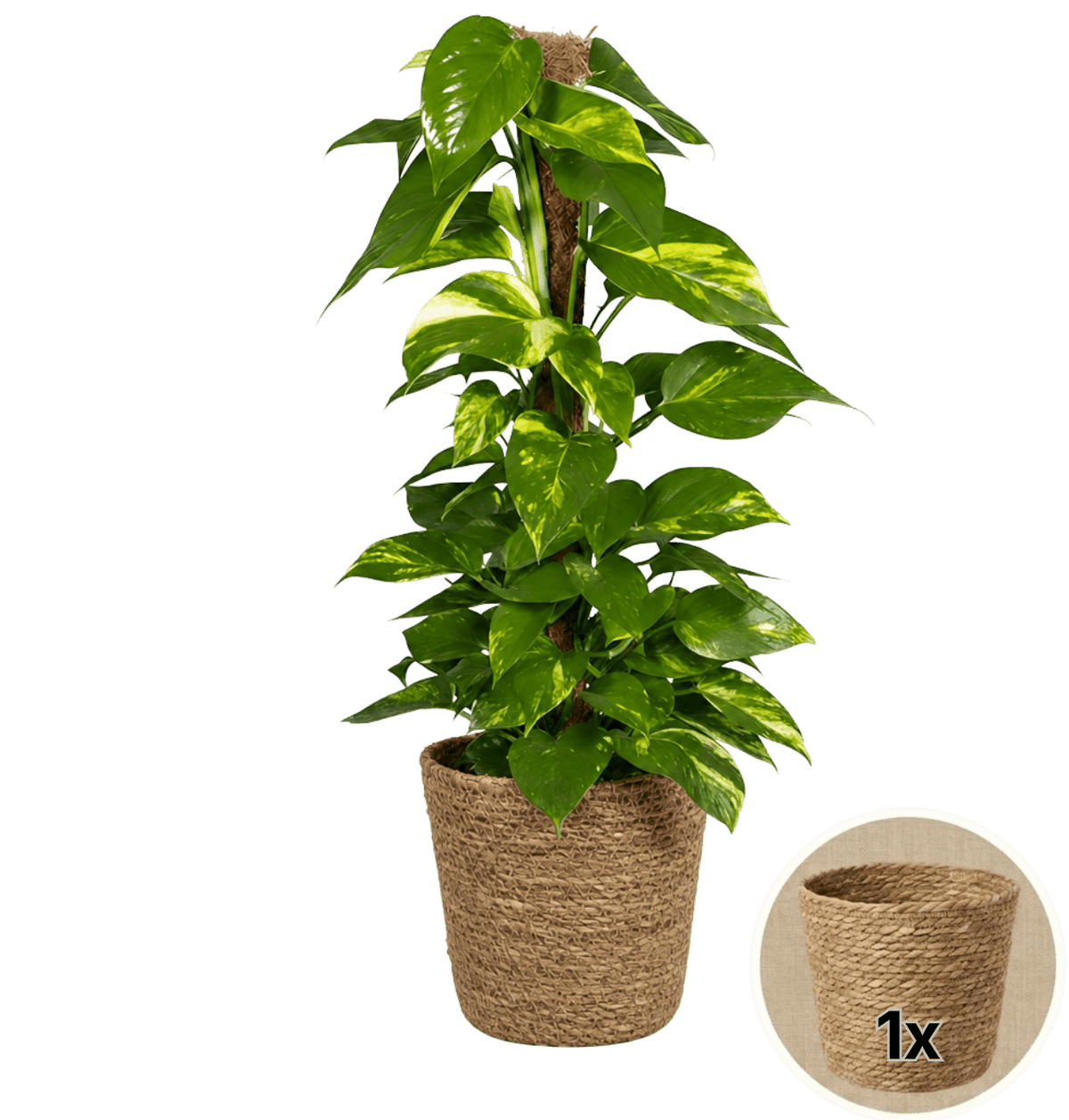 Efeutute am Moosstab + 1x Seegraskorb | Epipremnum Aureum | ca. 50-60 cm | Ø 12-15 cm Topf - Blume Ideal