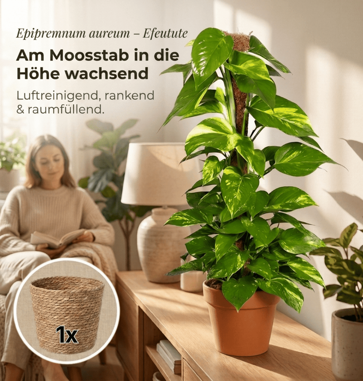 Efeutute am Moosstab + 1x Seegraskorb | Epipremnum Aureum | ca. 50-60 cm | Ø 12-15 cm Topf - Blume Ideal