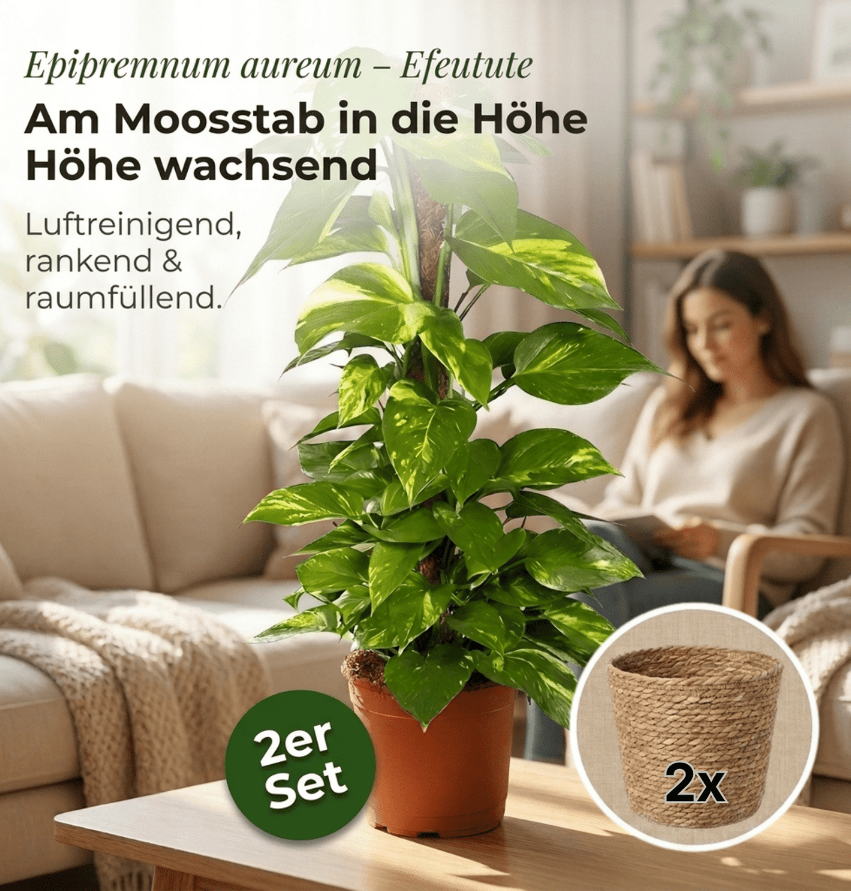 Efeutute am Moosstab + 2x Seegraskorb | 2er-Set | Epipremnum Aureum | ca. 50-60 cm | Ø 12-15 cm Topf - Blume Ideal