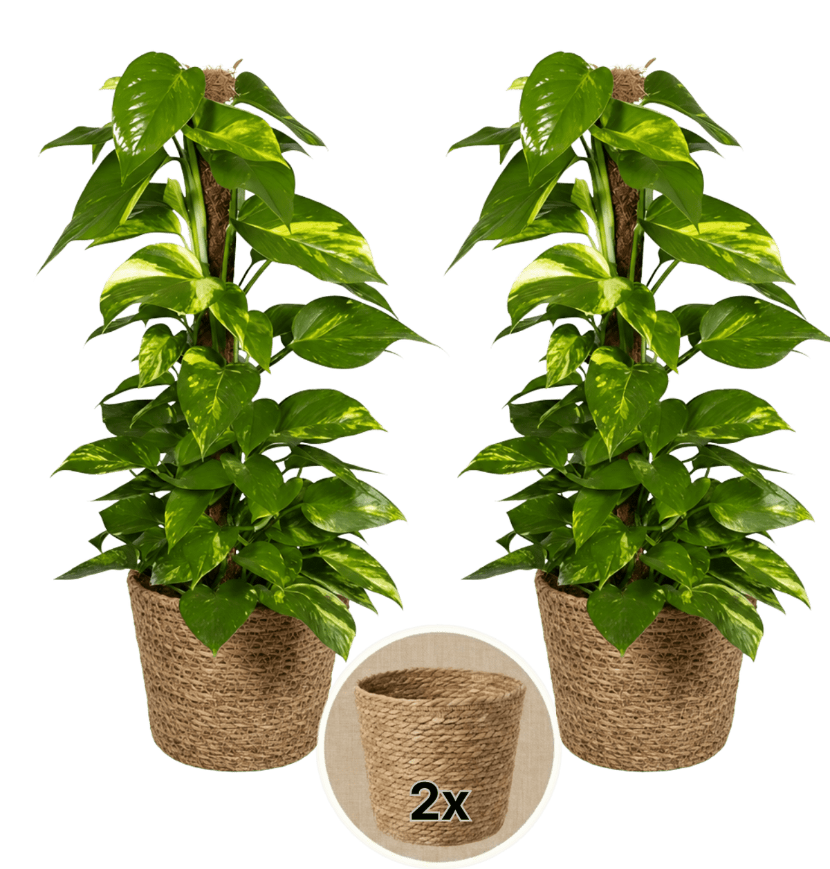 Efeutute am Moosstab + 2x Seegraskorb | 2er-Set | Epipremnum Aureum | ca. 50-60 cm | Ø 12-15 cm Topf - Blume Ideal