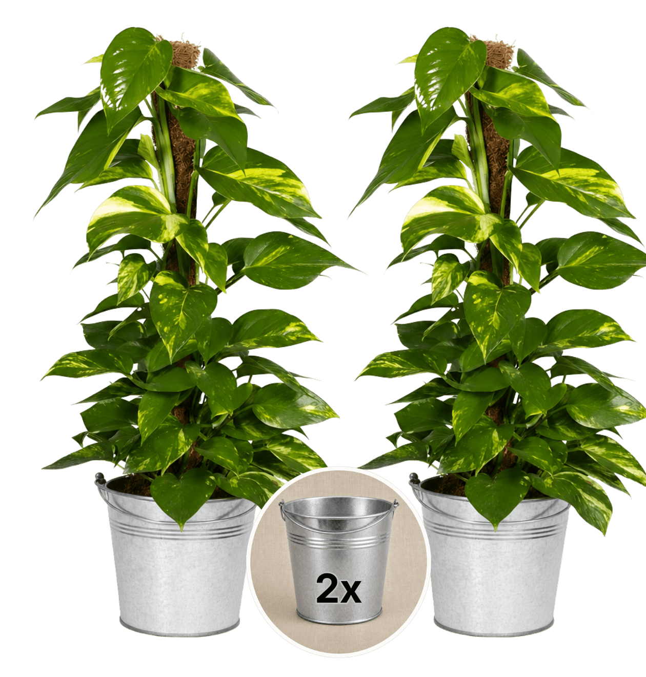 Efeutute am Moosstab + 2x Zinktopf | 2er-Set | Epipremnum Aureum | ca. 50-60 cm | Ø 12-15 cm Topf - Blume Ideal