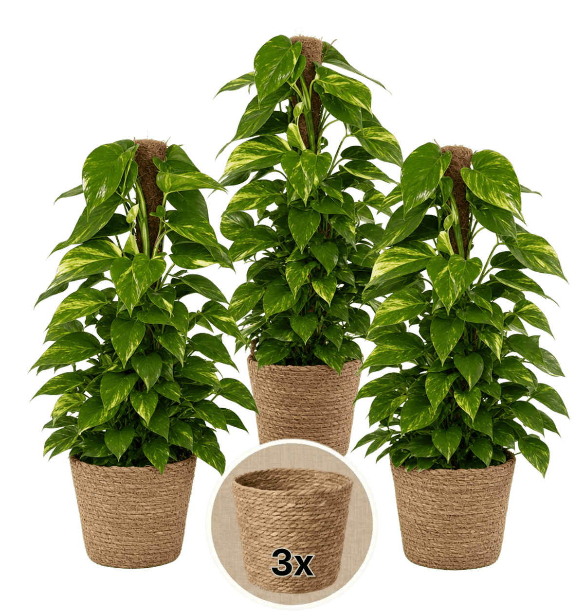 Efeutute am Moosstab + 3x Seegraskorb | 3er-Set | Epipremnum Aureum | ca. 50-60 cm | Ø 12-15 cm Topf - Blume Ideal