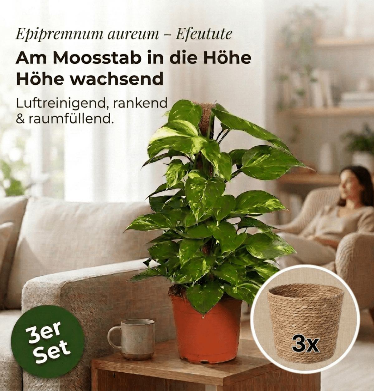 Efeutute am Moosstab + 3x Seegraskorb | 3er-Set | Epipremnum Aureum | ca. 50-60 cm | Ø 12-15 cm Topf - Blume Ideal