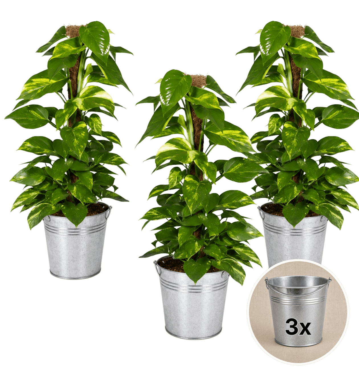 Efeutute am Moosstab + 3x Zinktopf | 3er-Set | Epipremnum Aureum | ca. 50-60 cm | Ø 12-15 cm Topf - Blume Ideal