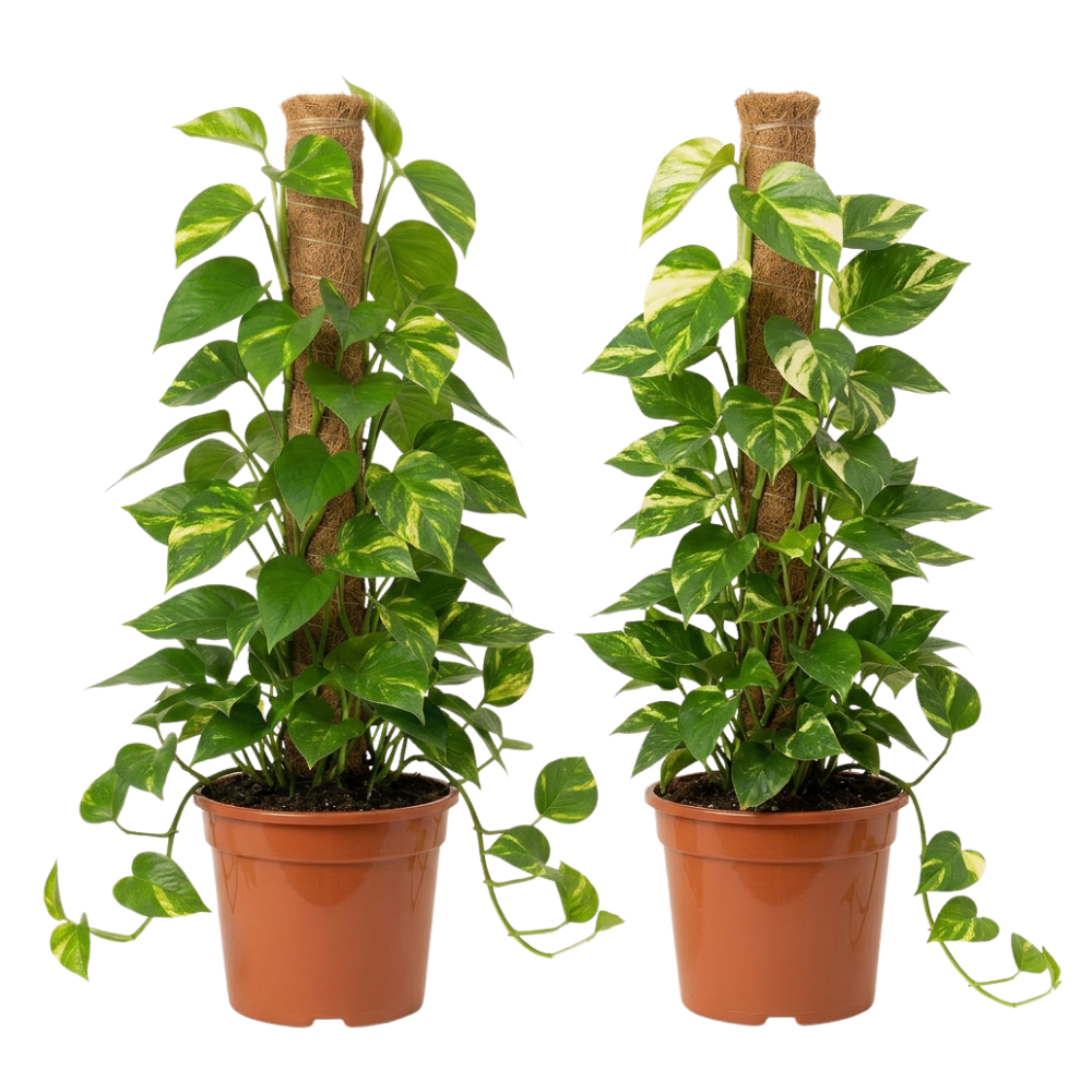 Efeutute am Moosstab | Epipremnum Aureum - Blume Ideal