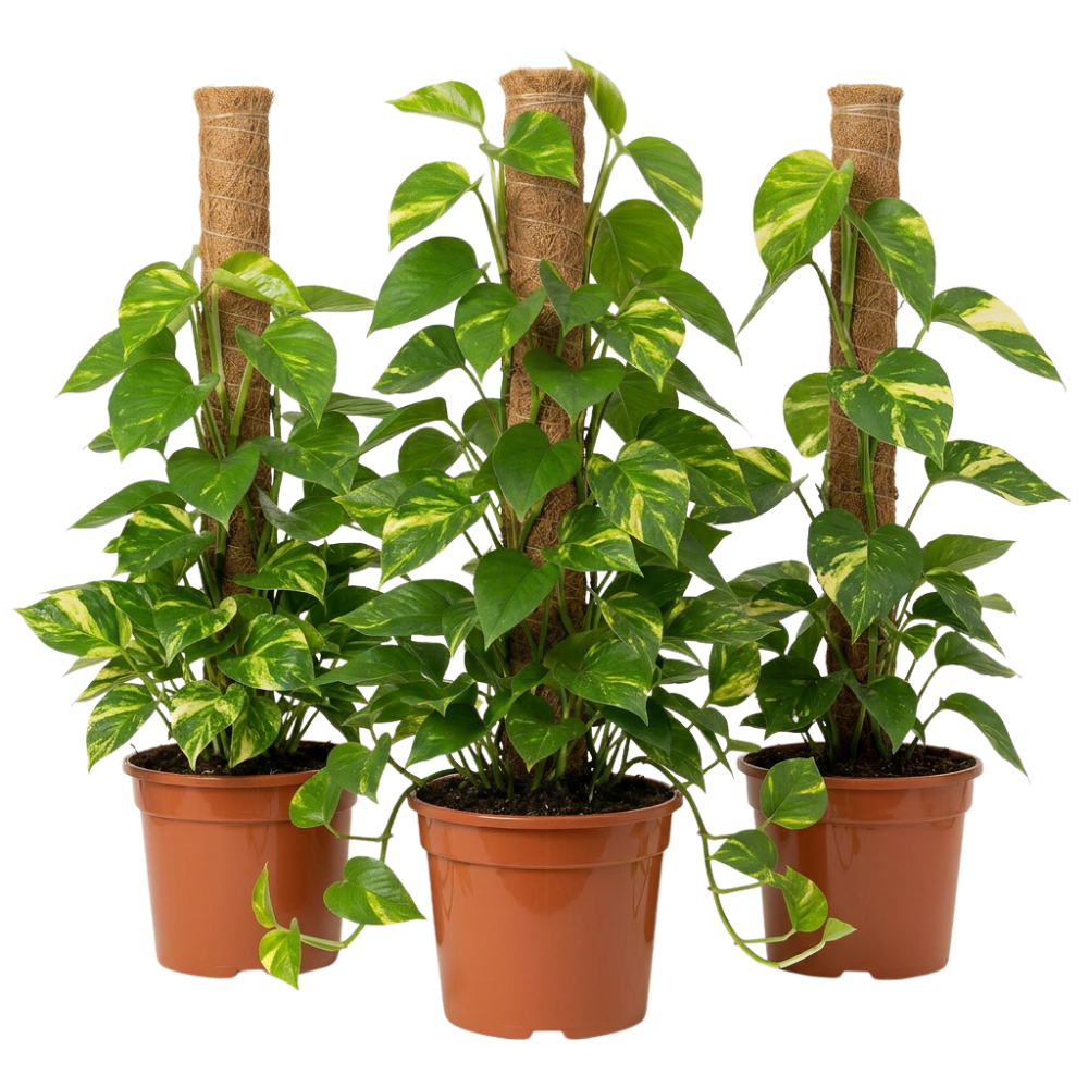 Efeutute am Moosstab | Epipremnum Aureum - Blume Ideal