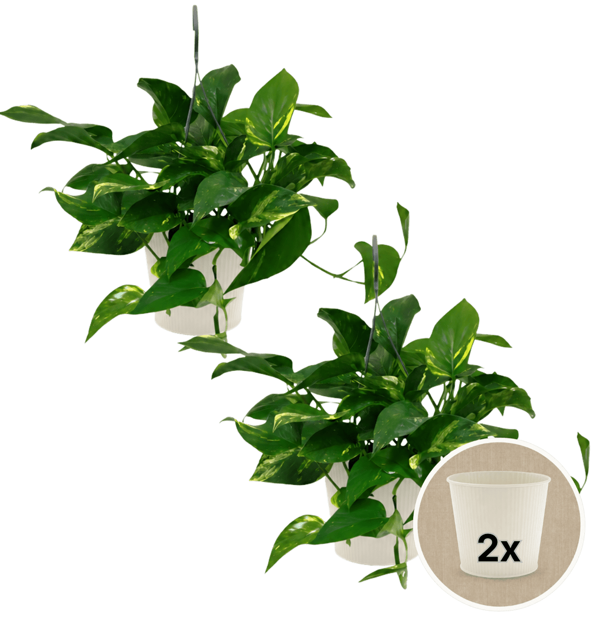 Efeutute (hängend) + 2x Cremefarbener Zinktopf | 2er-Set | Epipremnum aureum | ca. 30-35 cm | Ø 12-15 cm Topf - Blume Ideal