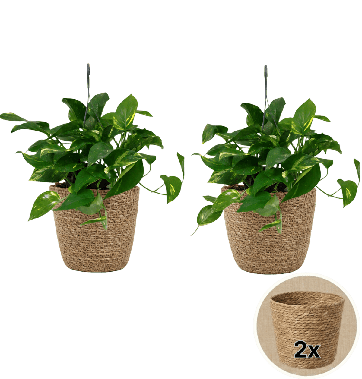 Efeutute (hängend) + 2x Seegraskorb | 2er-Set | Epipremnum aureum | ca. 30-35 cm | Ø 12-15 cm Topf - Blume Ideal