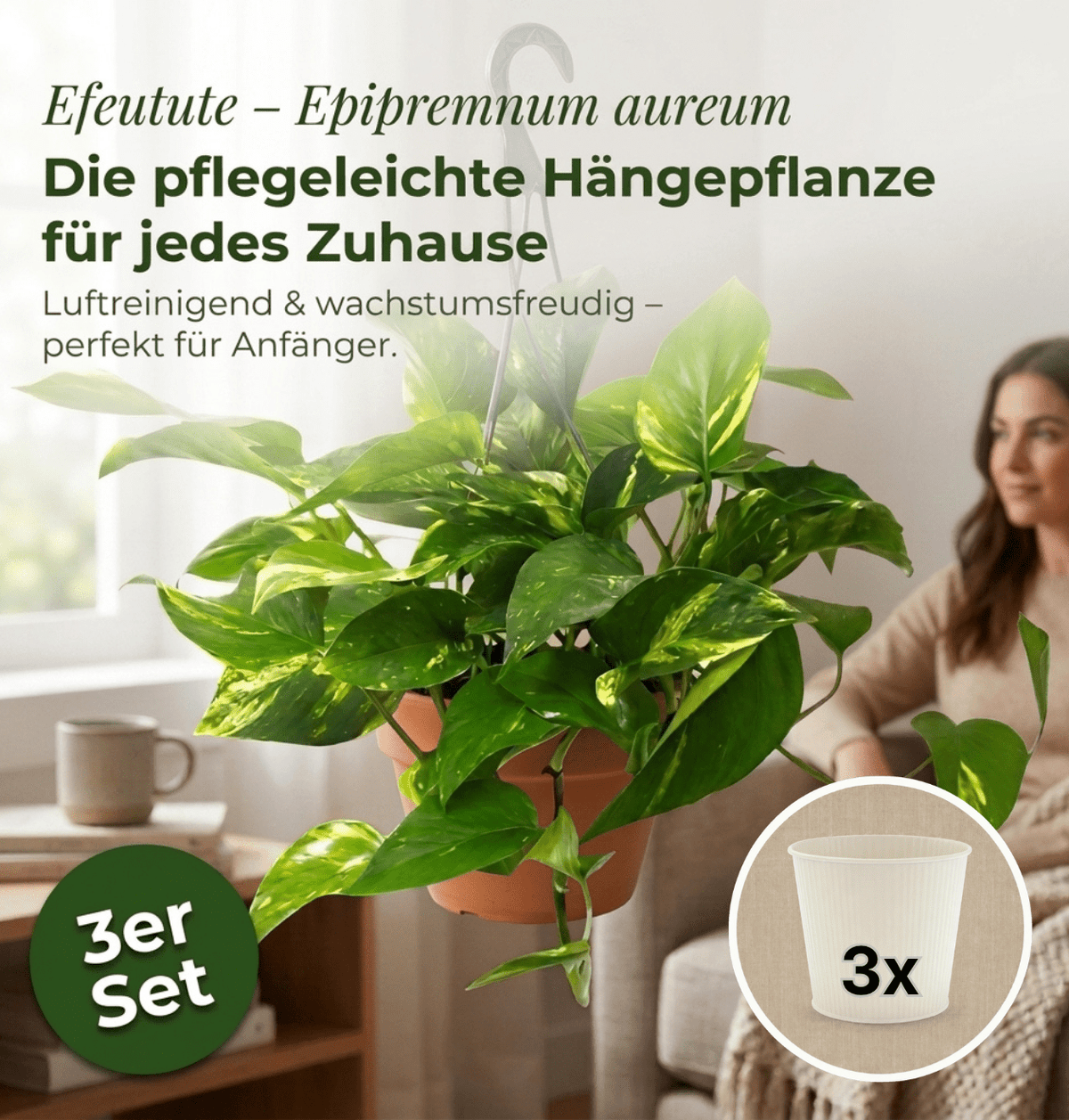 Efeutute (hängend) + 3x Cremefarbener Zinktopf | 3er-Set | Epipremnum aureum | ca. 30-35 cm | Ø 12-15 cm Topf - Blume Ideal
