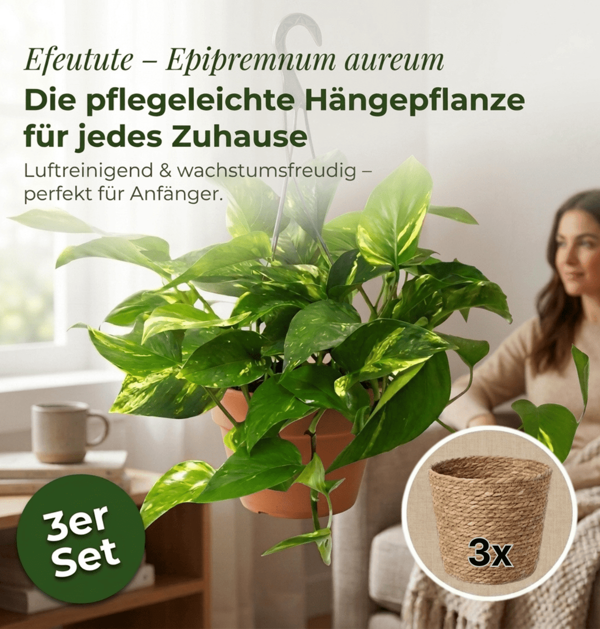 Efeutute (hängend) + 3x Seegraskorb | 3er-Set | Epipremnum aureum | ca. 30-35 cm | Ø 12-15 cm Topf - Blume Ideal