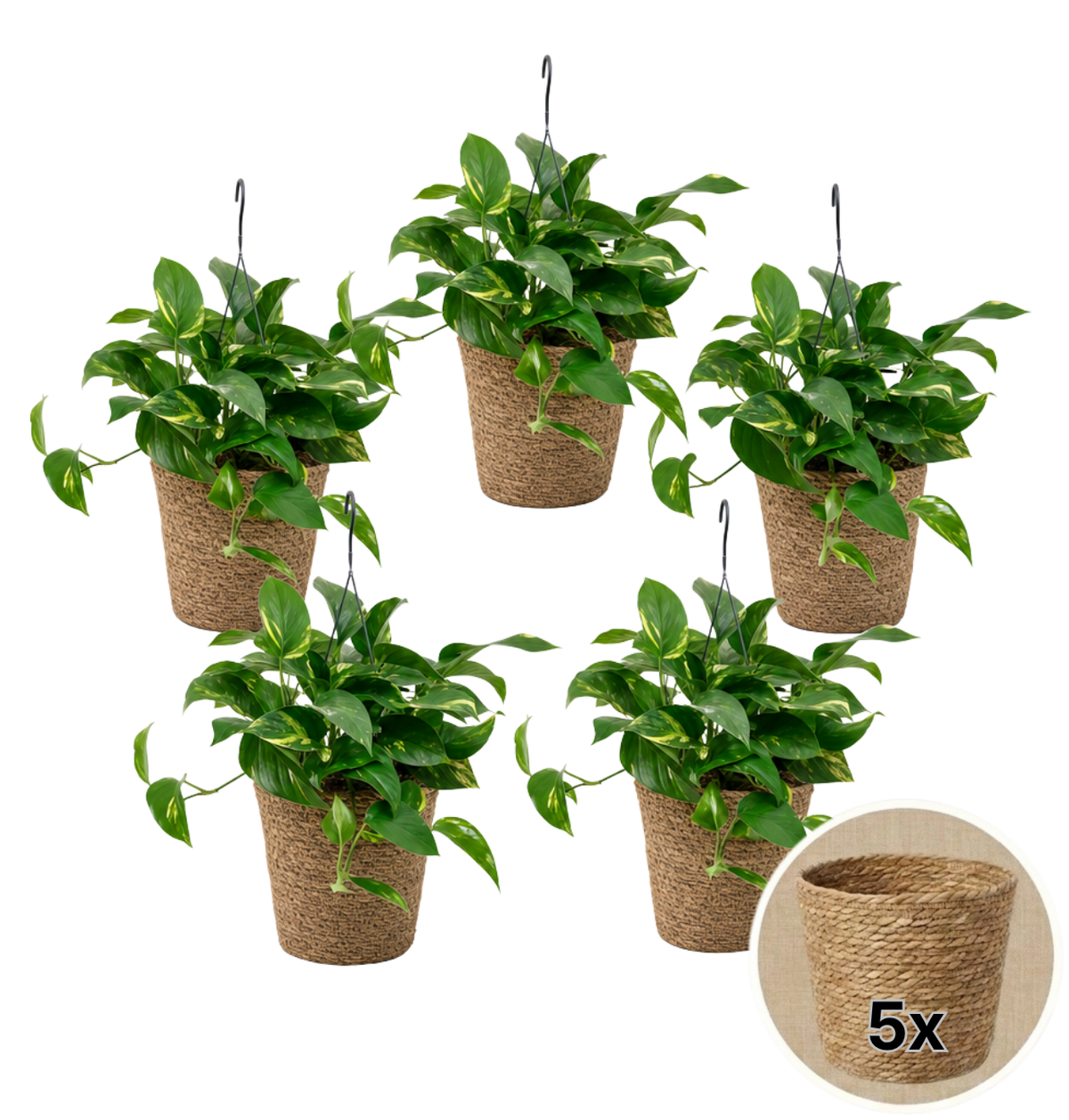 Efeutute (hängend) + 5x Seegraskorb | 5er-Set | Epipremnum aureum | ca. 30-35 cm | Ø 12-15 cm Topf - Blume Ideal