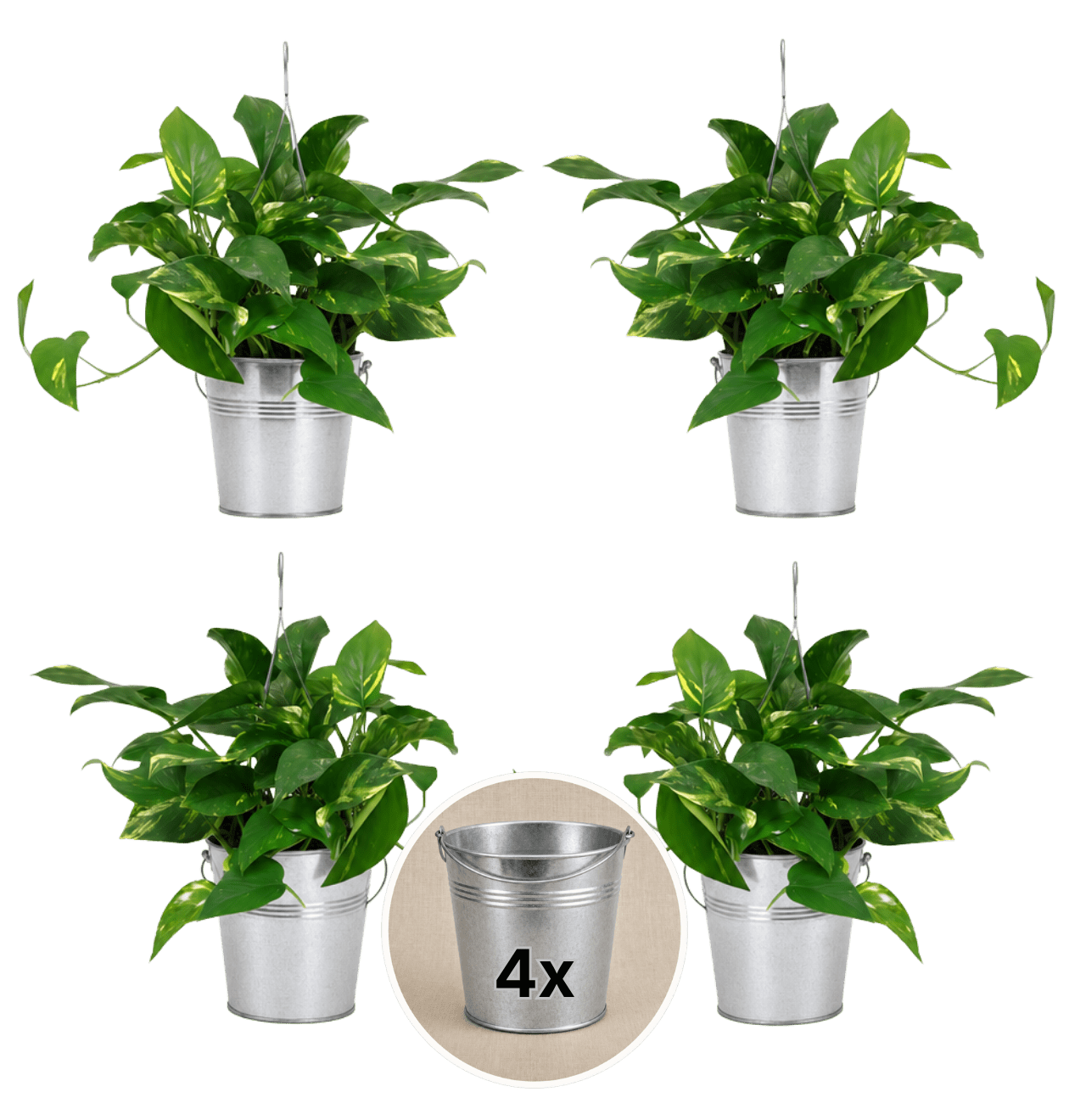 Efeutute (hängend) + Zinktopf | 4er - Set | Epipremnum aureum | ca. 30 - 35 cm | Ø 12 - 15 cm Topf - Blume Ideal