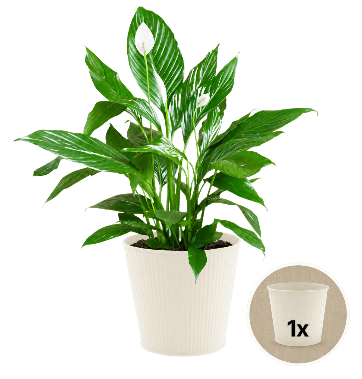 Einblatt + 1x Cremefarbener Zinktopf | Spathiphyllum | ca. 40-50 cm | Ø 12-15 cm Topf - Blume Ideal