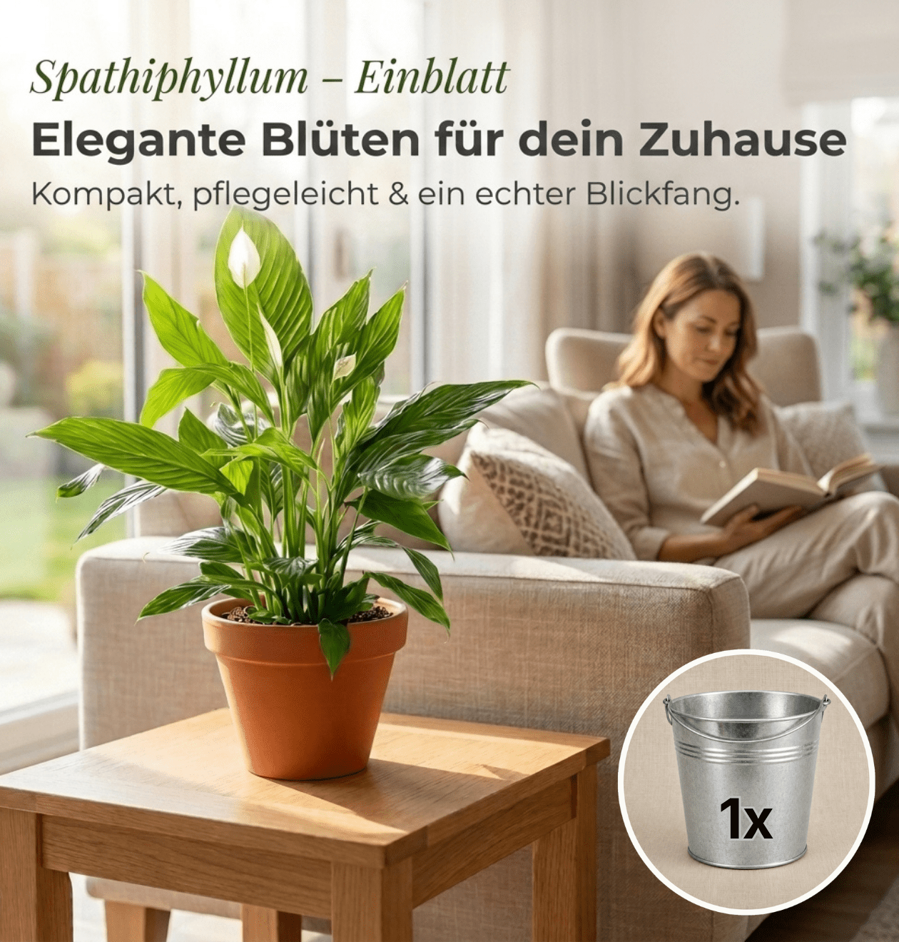 Einblatt + 1x Zinktopf | Spathiphyllum | ca. 40-50 cm | Ø 12-15 cm Topf - Blume Ideal