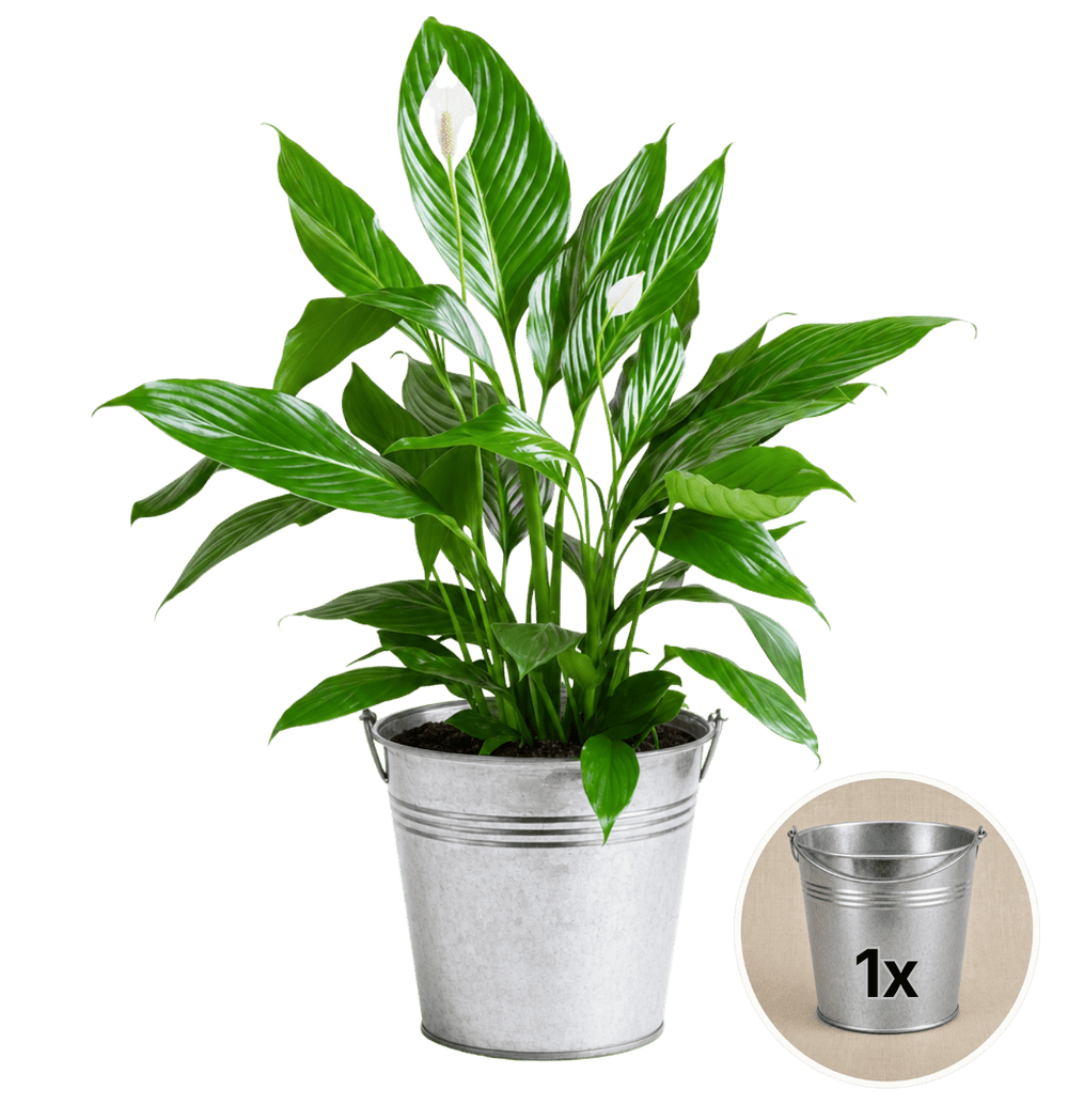 Einblatt + 1x Zinktopf | Spathiphyllum | ca. 40-50 cm | Ø 12-15 cm Topf - Blume Ideal