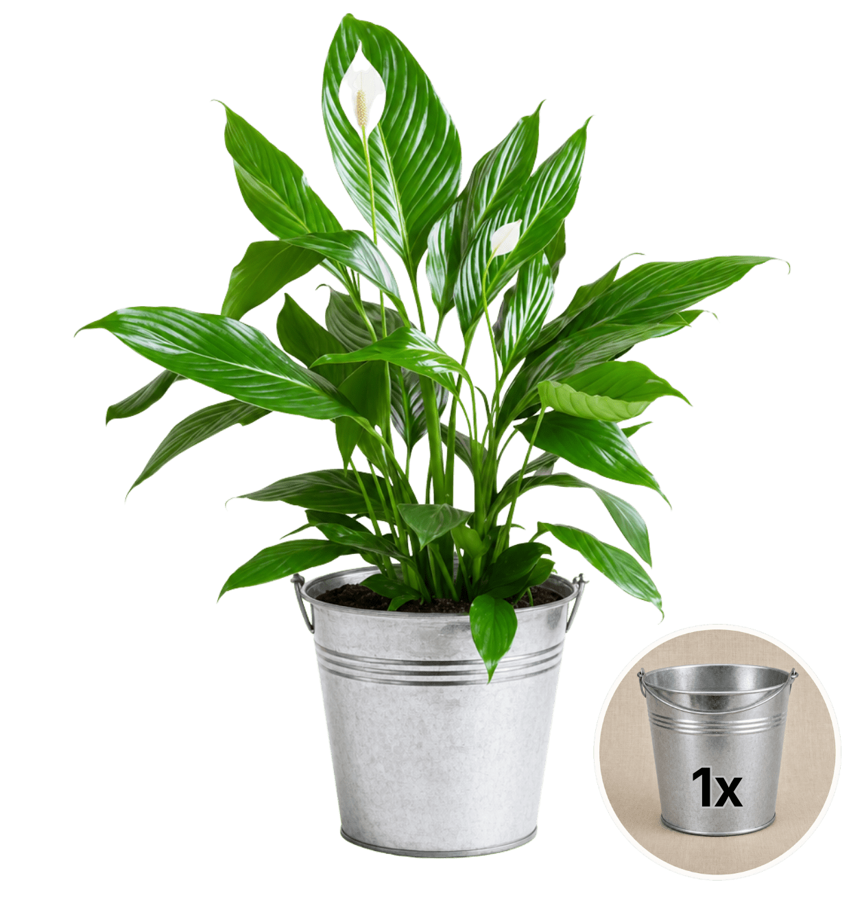 Einblatt + 1x Zinktopf | Spathiphyllum | ca. 40-50 cm | Ø 12-15 cm Topf - Blume Ideal