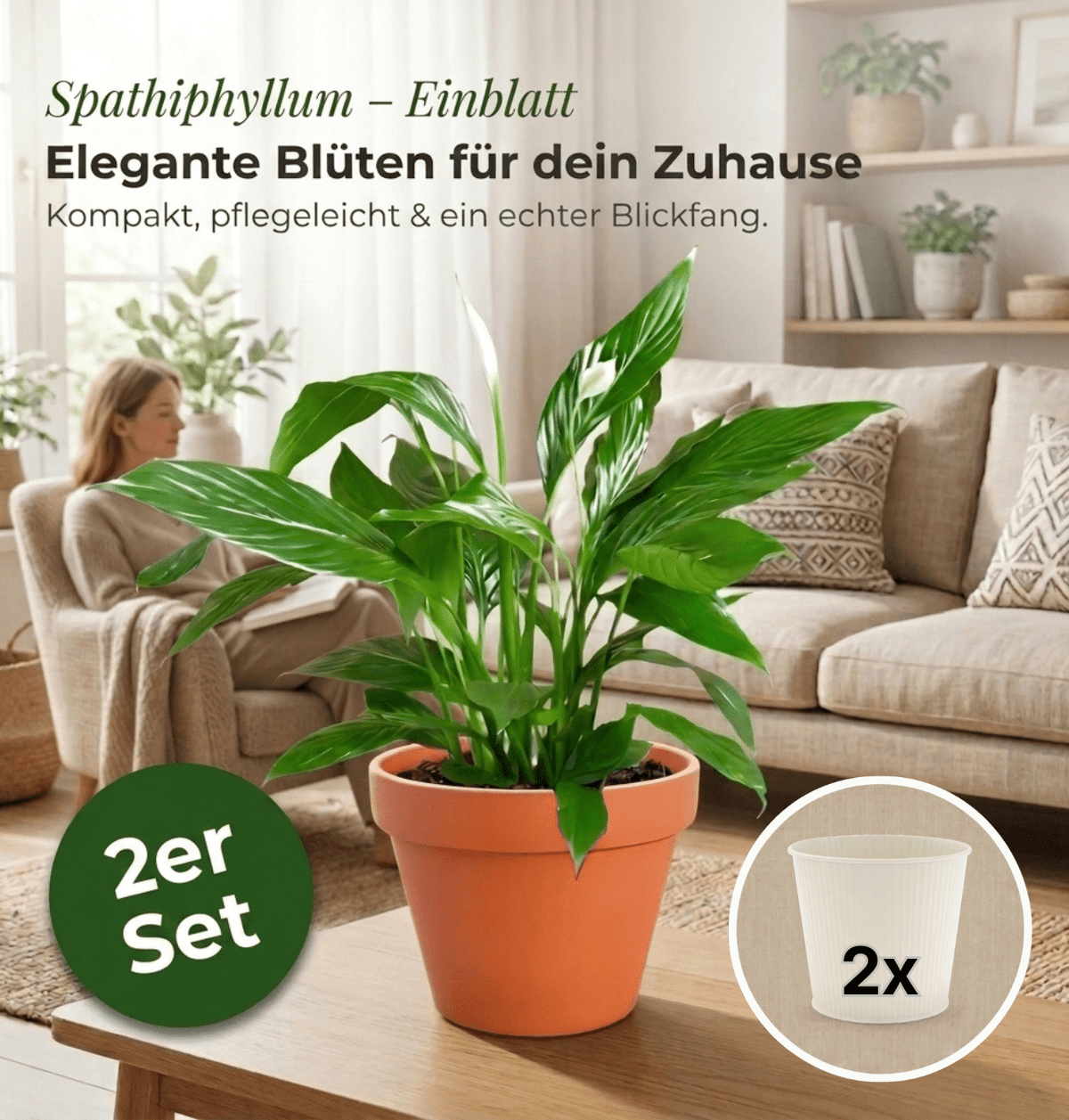 Einblatt + 2x Cremefarbener Zinktopf | 2er-Set | Spathiphyllum | ca. 40-50 cm | Ø 12-15 cm Topf - Blume Ideal