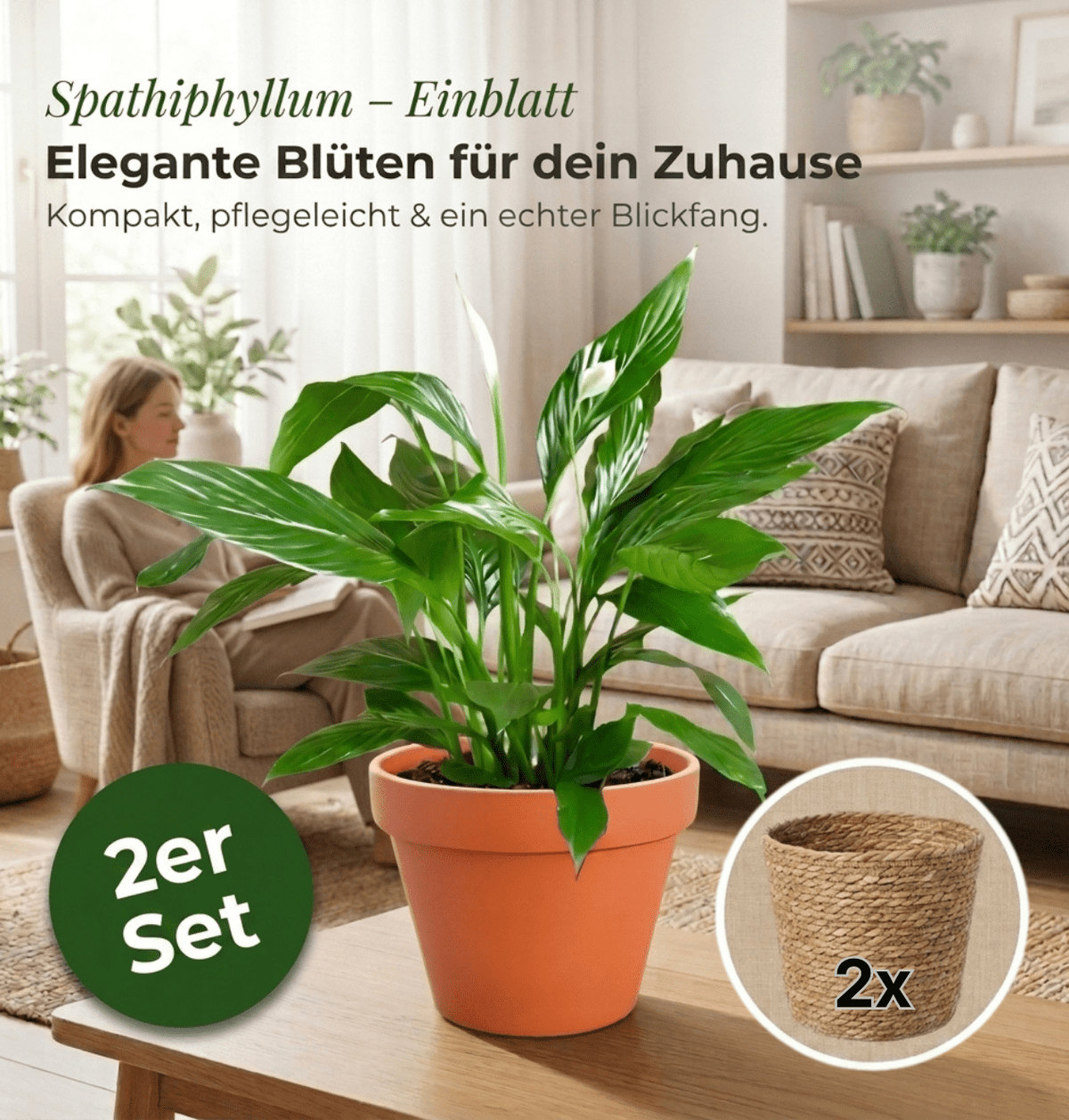 Einblatt + 2x Seegraskorb | 2er-Set | Spathiphyllum | ca. 40-50 cm | Ø 12-15 cm Topf - Blume Ideal