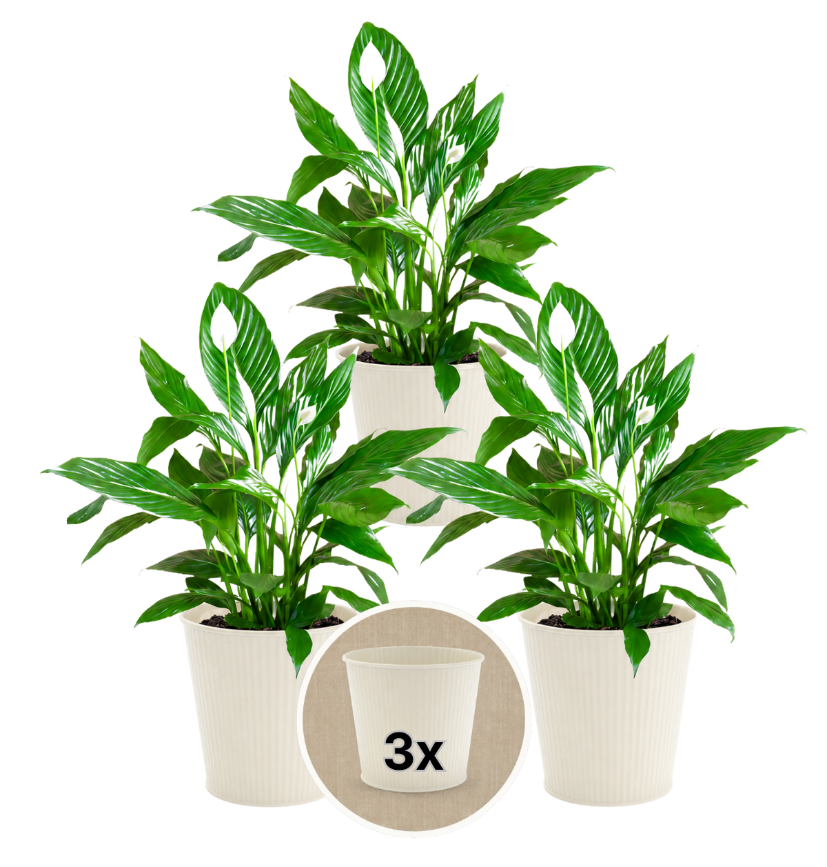 Einblatt + 3x Cremefarbener Zinktopf | 3er-Set | Spathiphyllum | ca. 40-50 cm | Ø 12-15 cm Topf - Blume Ideal