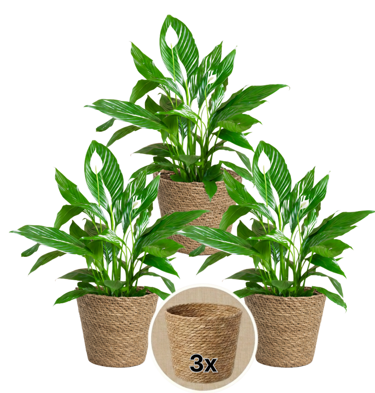 Einblatt + 3x Seegraskorb | 3er-Set | Spathiphyllum | ca. 40-50 cm | Ø 12-15 cm Topf - Blume Ideal