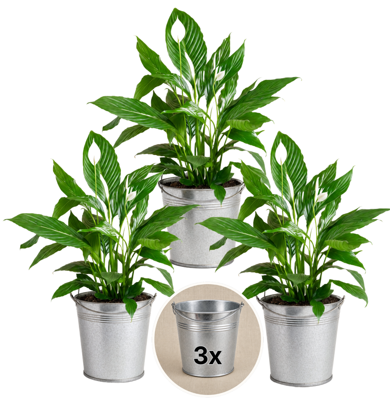 Einblatt + 3x Zinktopf | 3er-Set | Spathiphyllum | ca. 40-50 cm | Ø 12-15 cm Topf - Blume Ideal