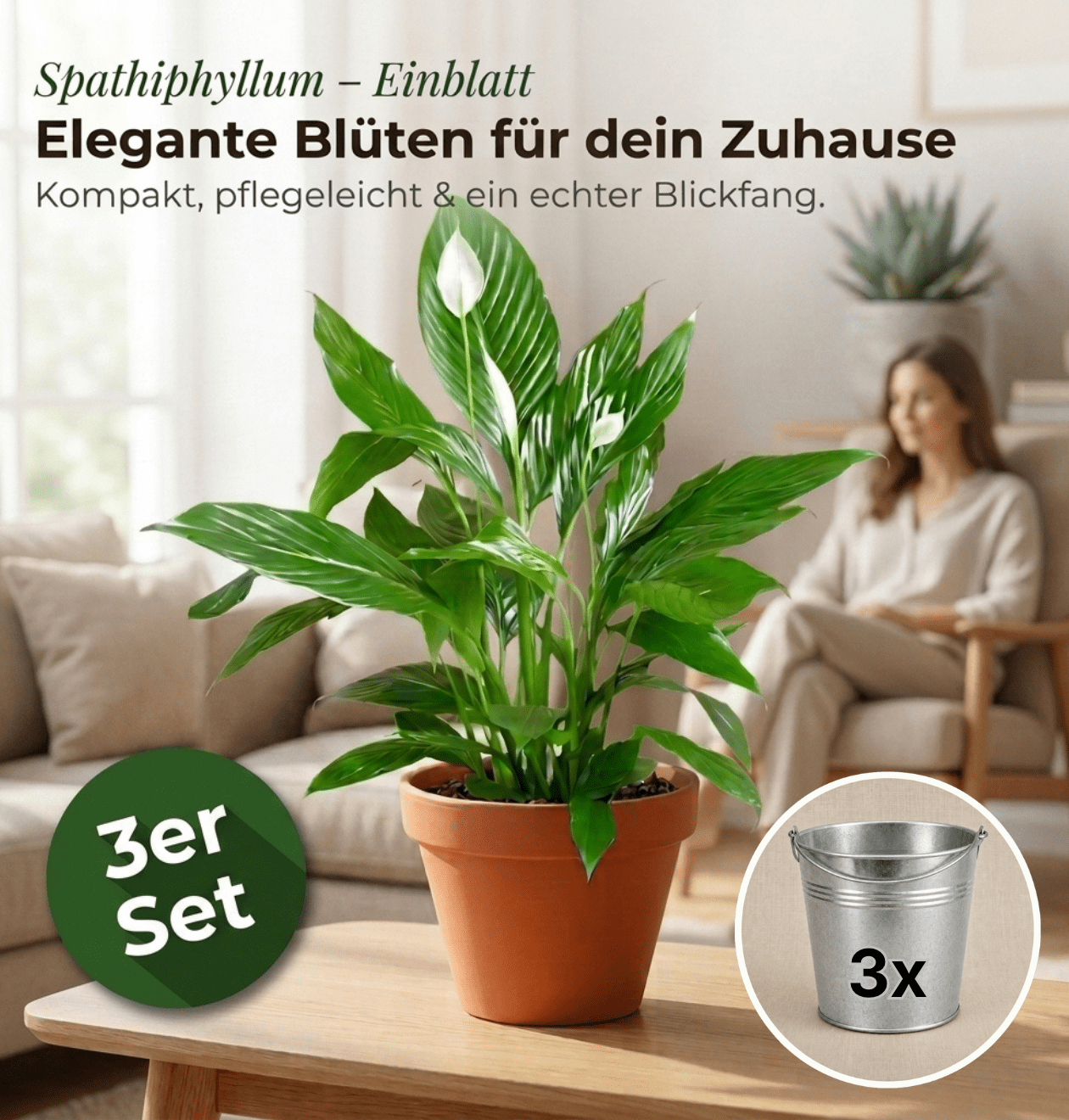 Einblatt + 3x Zinktopf | 3er-Set | Spathiphyllum | ca. 40-50 cm | Ø 12-15 cm Topf - Blume Ideal