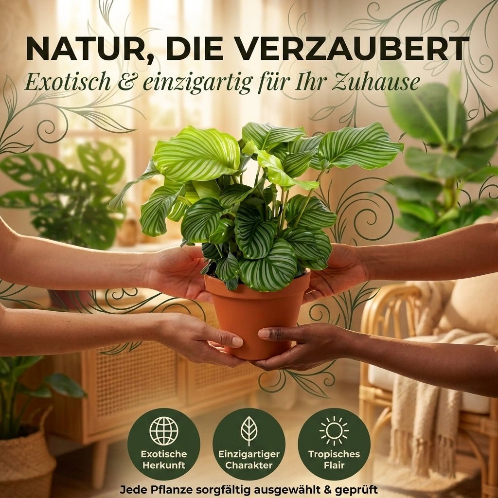 “Exotica” Pflanzenset + 5x Cremefarbener Zinktopf | 5er-Set | ca. 25-50 cm | Ø 12-15 cm Topf - Blume Ideal