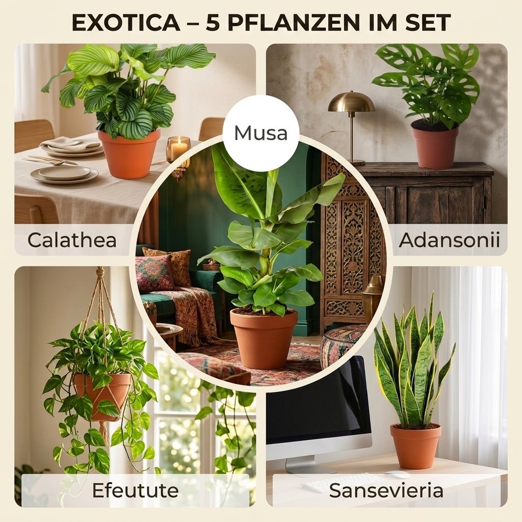 “Exotica” Pflanzenset + 5x Cremefarbener Zinktopf | 5er-Set | ca. 25-50 cm | Ø 12-15 cm Topf - Blume Ideal