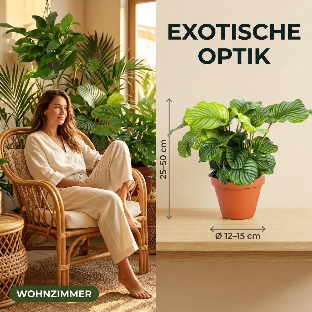 “Exotica” Pflanzenset + 6x Cremefarbener Zinktopf | 6er-Set | ca. 25-50 cm | Ø 12-15 cm Topf - Blume Ideal