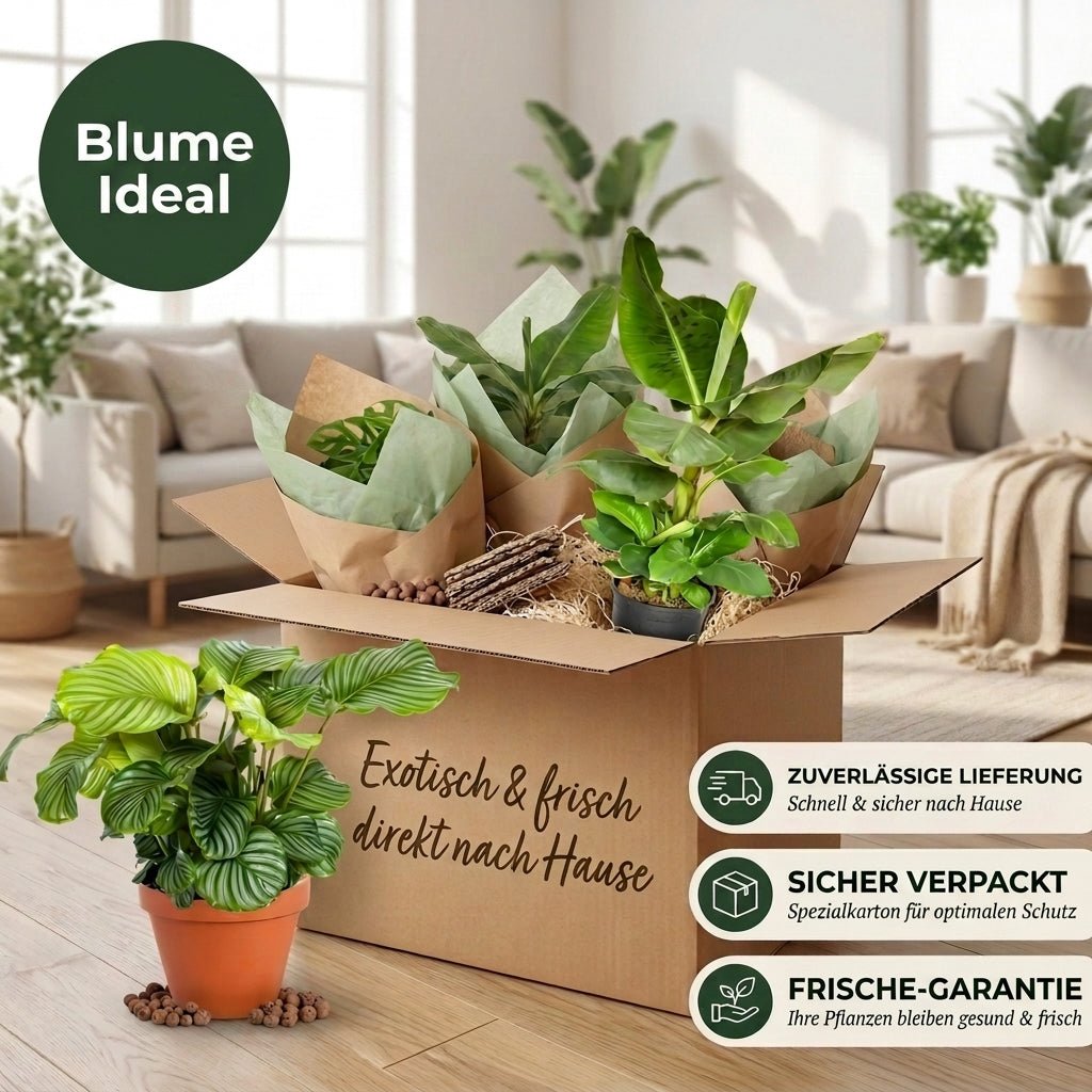 “Exotica” Pflanzenset + 6x Cremefarbener Zinktopf | 6er-Set | ca. 25-50 cm | Ø 12-15 cm Topf - Blume Ideal