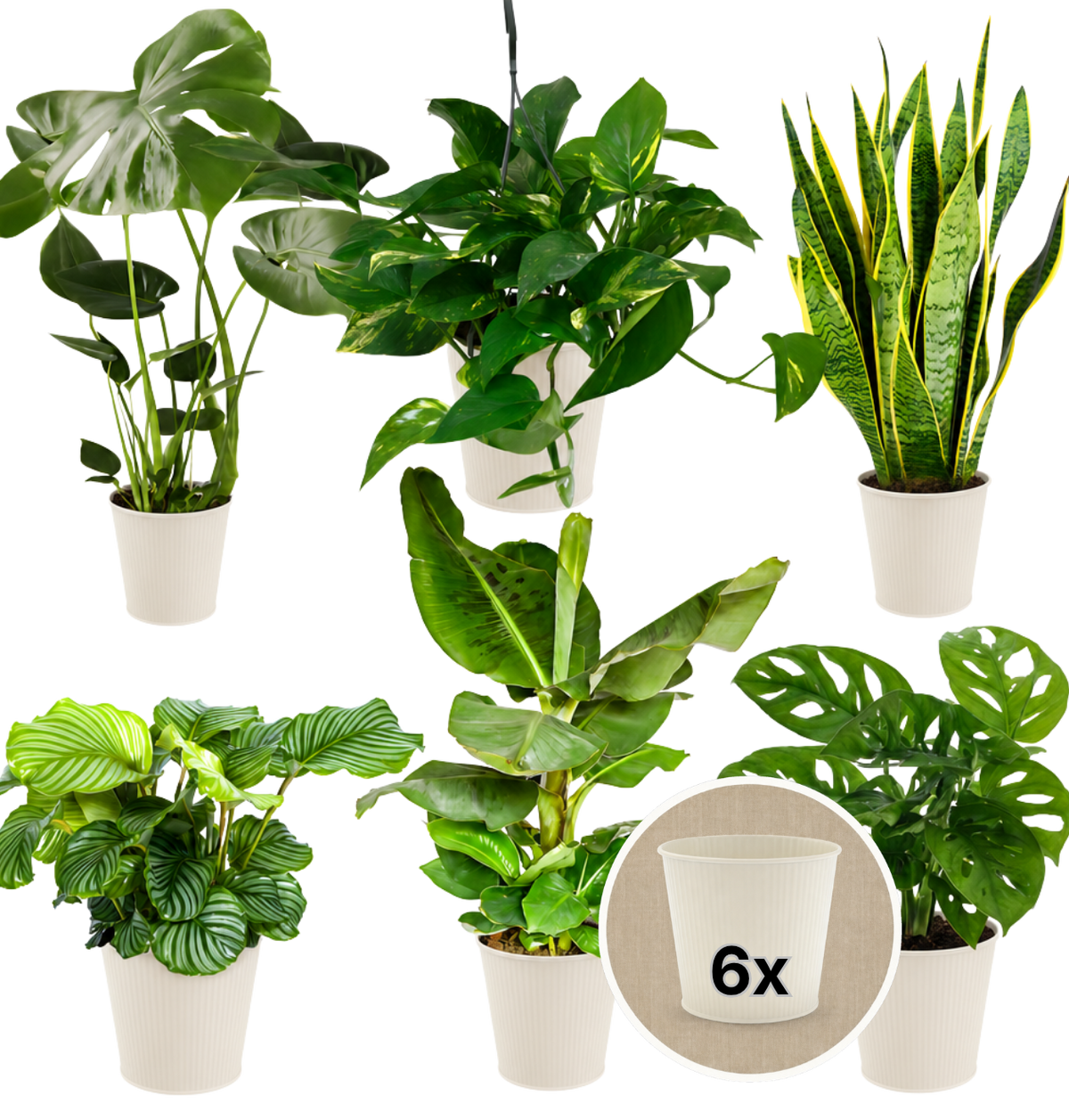 “Exotica” Pflanzenset + 6x Cremefarbener Zinktopf | 6er-Set | ca. 25-50 cm | Ø 12-15 cm Topf - Blume Ideal