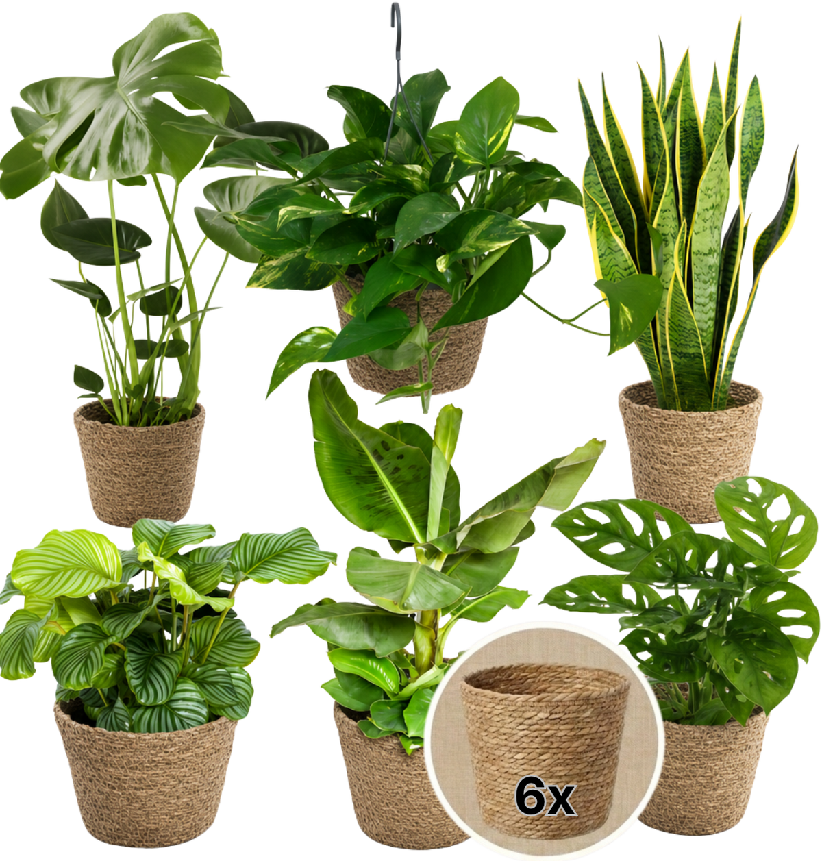 “Exotica” Pflanzenset + 6x Seegraskorb | 6er-Set | ca. 25-50 cm | Ø 12-15 cm Topf - Blume Ideal
