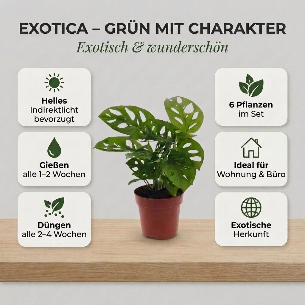 “Exotica” Pflanzenset + Zinktopf | 6er - Set | ca. 25 - 50 cm | Ø 12 - 15 cm Topf - Blume Ideal