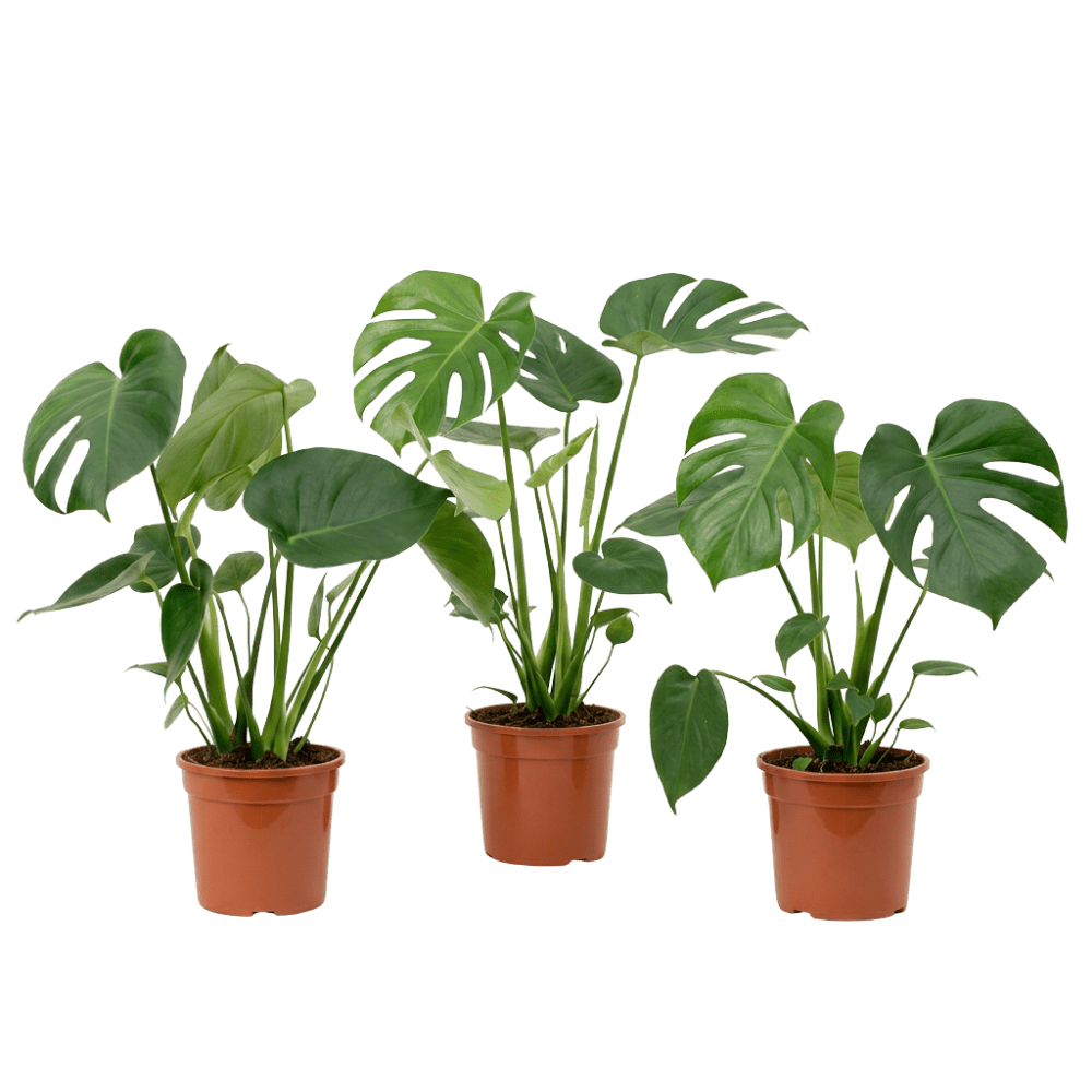 Fensterblatt | Monstera deliciosa - Blume Ideal