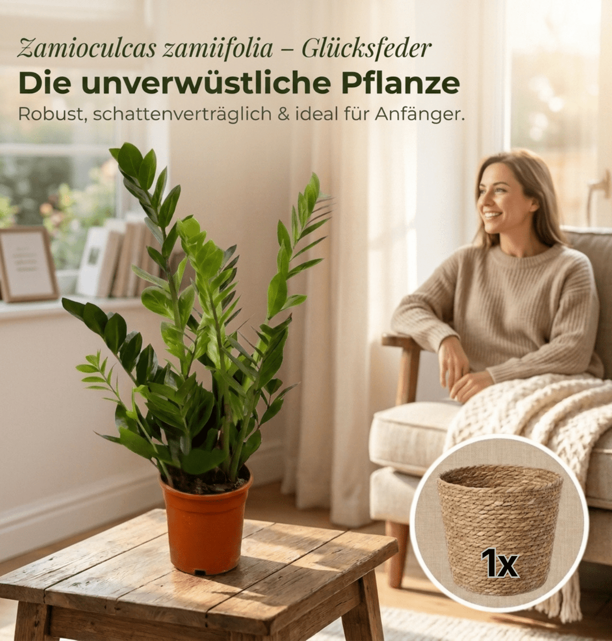 Glücksfeder + 1x Seegraskorb | Zamioculcas zamiifolia | ca. 40-50 cm | Ø 12-15 cm Topf - Blume Ideal