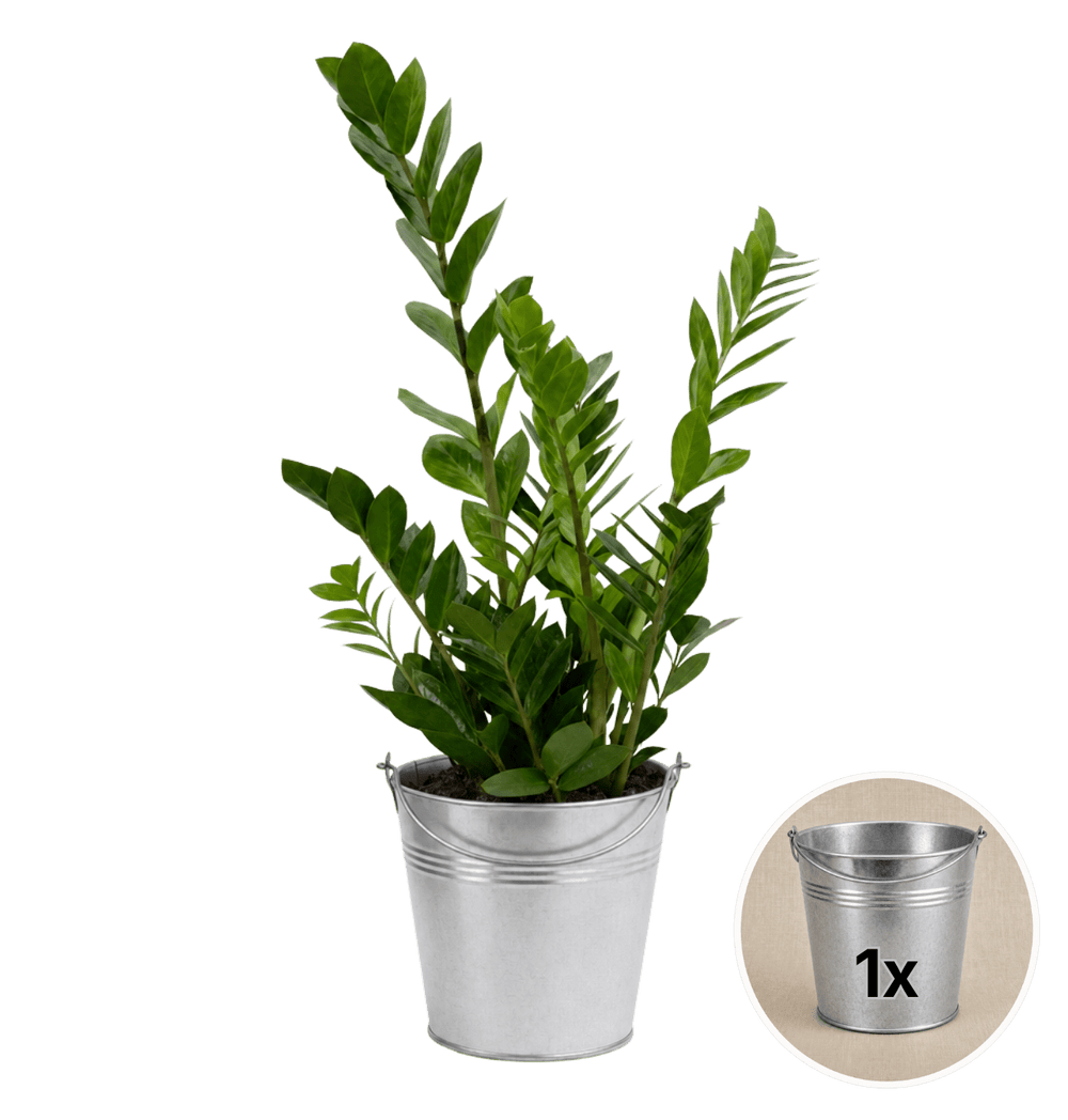 Glücksfeder + 1x Zinktopf | Zamioculcas zamiifolia | ca. 40-50 cm | Ø 12-15 cm Topf - Blume Ideal