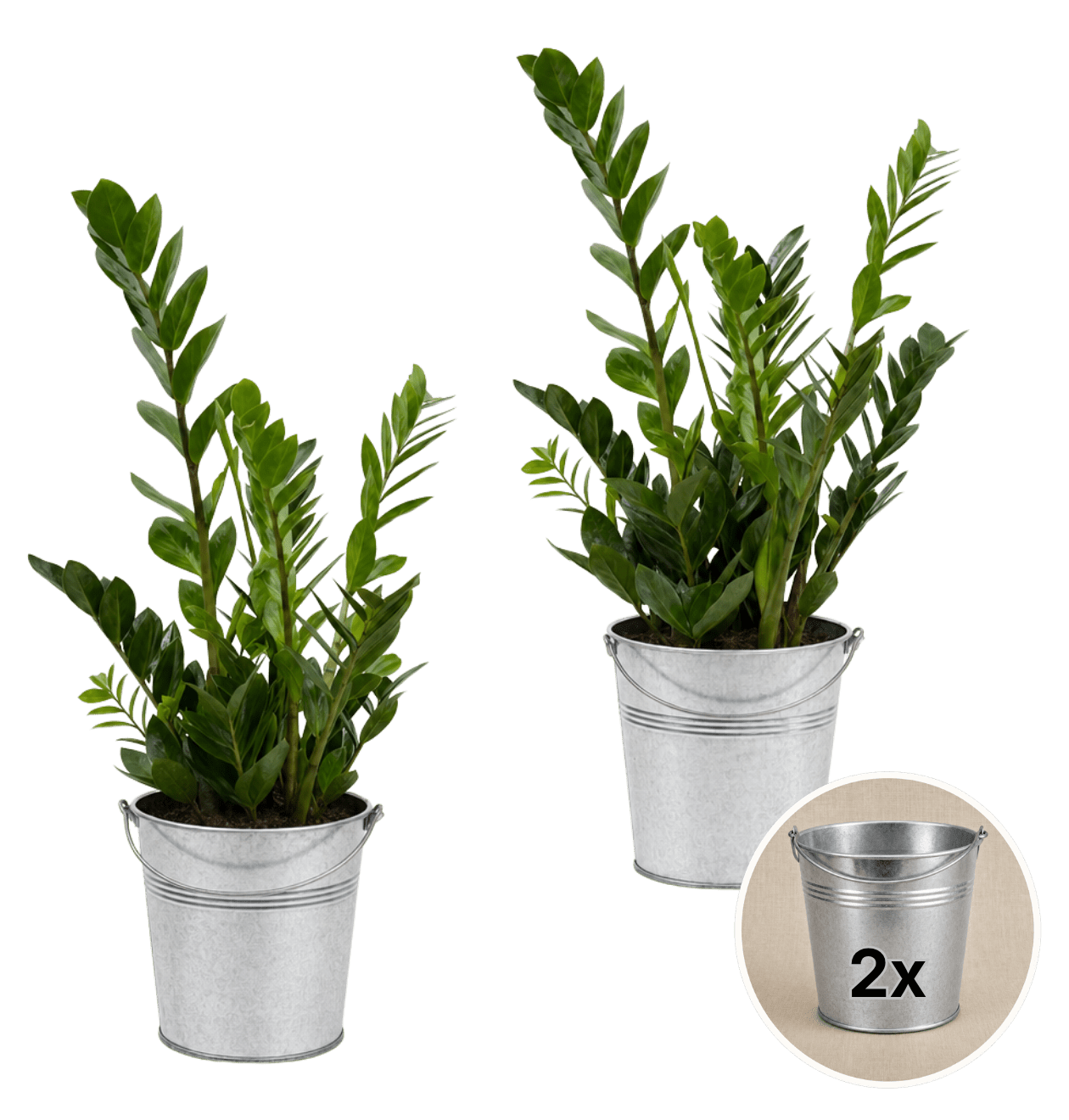 Glücksfeder + 2x Zinktopf | 2er-Set | Zamioculcas zamiifolia | ca. 40-50 cm | Ø 12-15 cm Topf - Blume Ideal