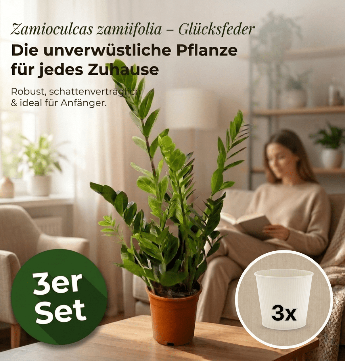 Glücksfeder + 3x Cremefarbener Zinktopf | 3er-Set | Zamioculcas zamiifolia | ca. 40-50 cm | Ø 12-15 cm Topf - Blume Ideal