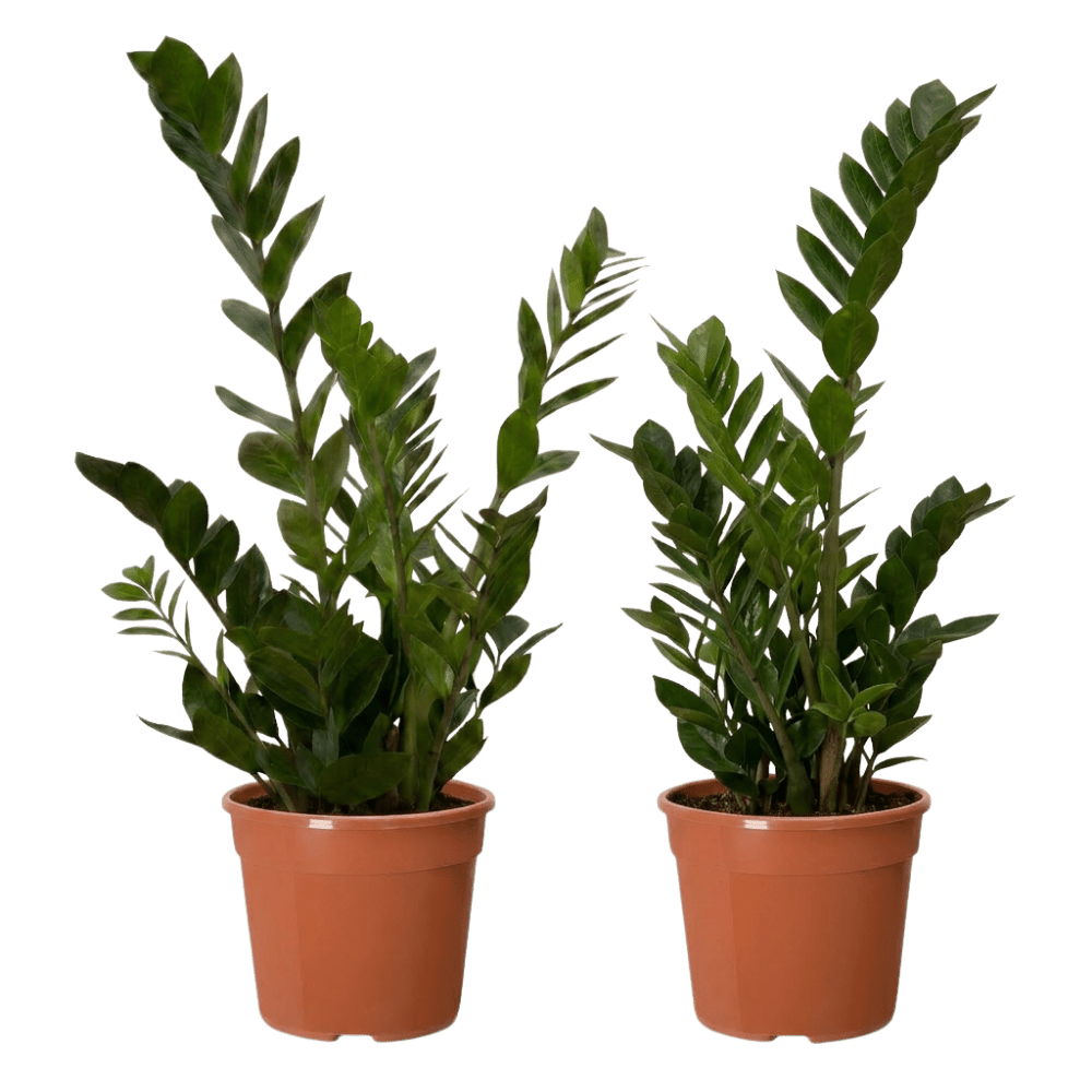 Glücksfeder | Zamioculcas zamiifolia - Blume Ideal