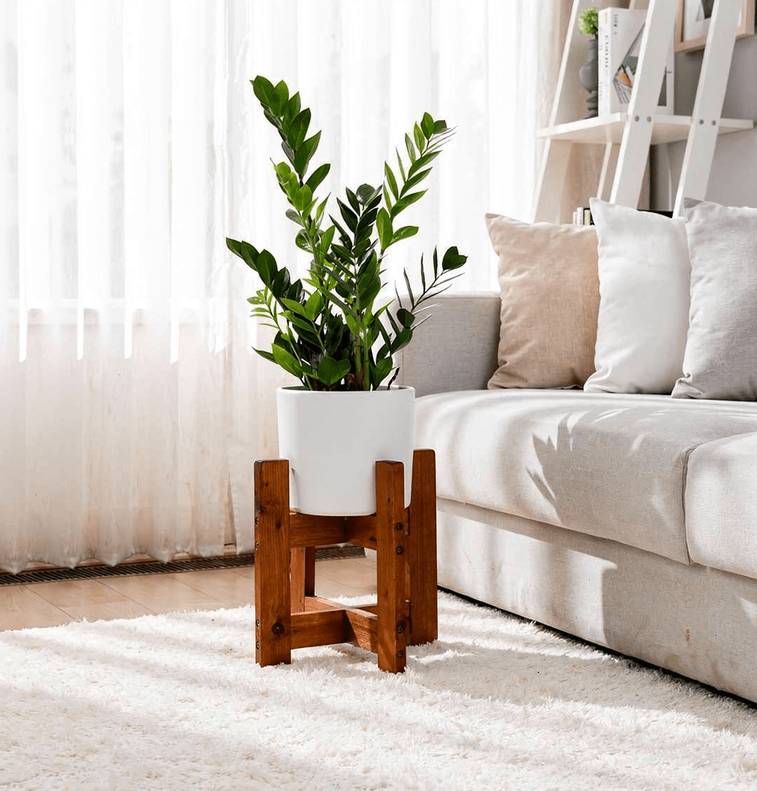 Glücksfeder | Zamioculcas zamiifolia - Blume Ideal