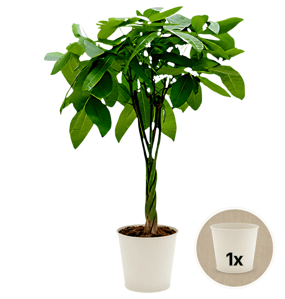 Glückskastanie + 1x Cremefarbener Zinktopf | Pachira | ca. 40-50 cm | Ø 12-15 cm Topf - Blume Ideal