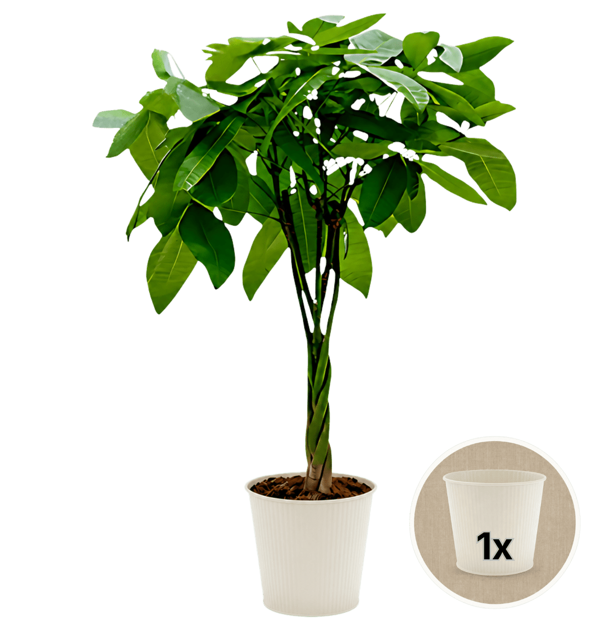 Glückskastanie + 1x Cremefarbener Zinktopf | Pachira | ca. 40-50 cm | Ø 12-15 cm Topf - Blume Ideal