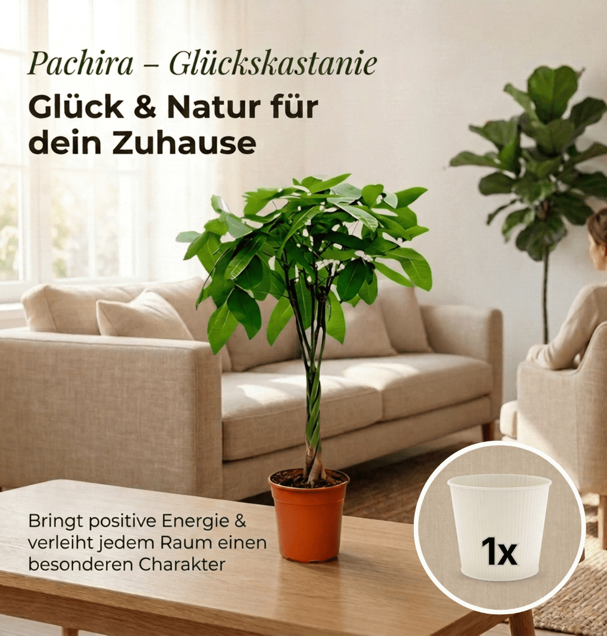 Glückskastanie + 1x Cremefarbener Zinktopf | Pachira | ca. 40-50 cm | Ø 12-15 cm Topf - Blume Ideal