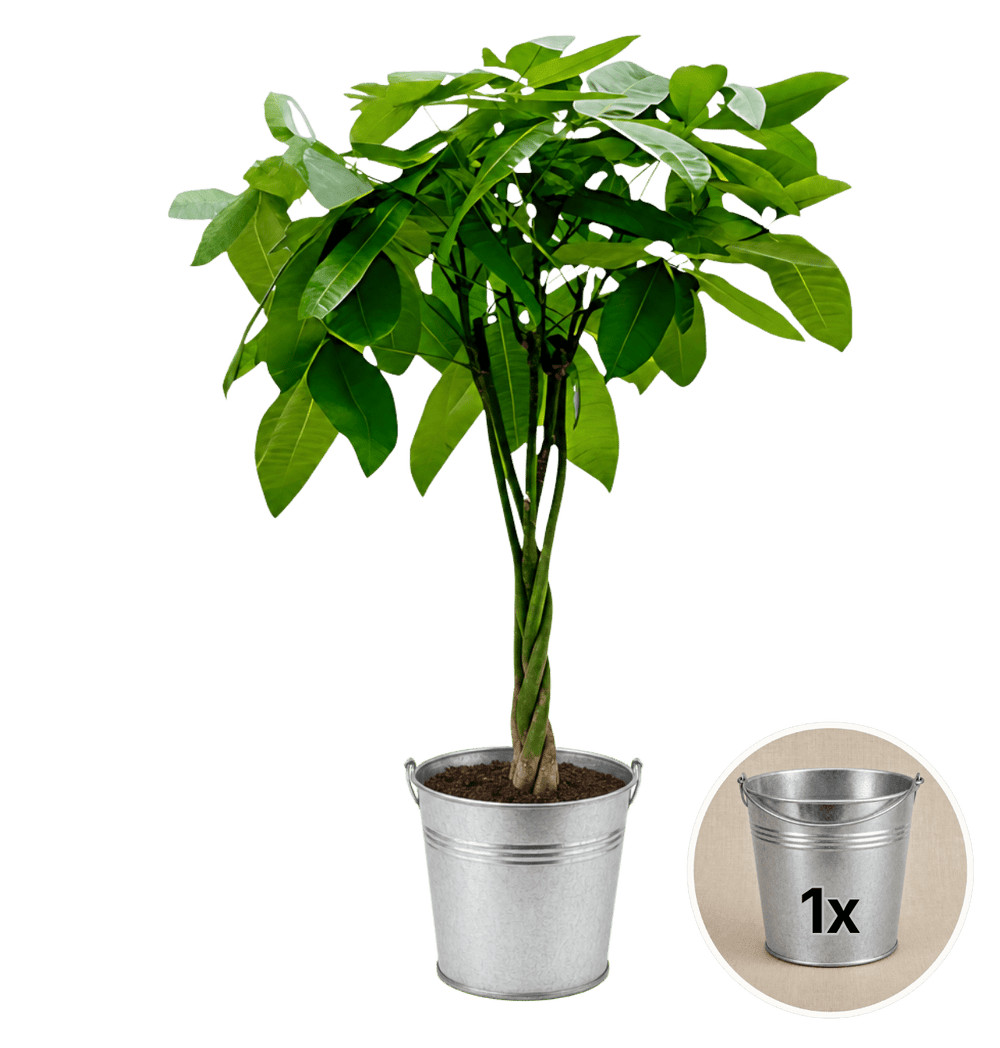 Glückskastanie + 1x Zinktopf | Pachira | ca. 40-50 cm | Ø 12-15 cm Topf - Blume Ideal
