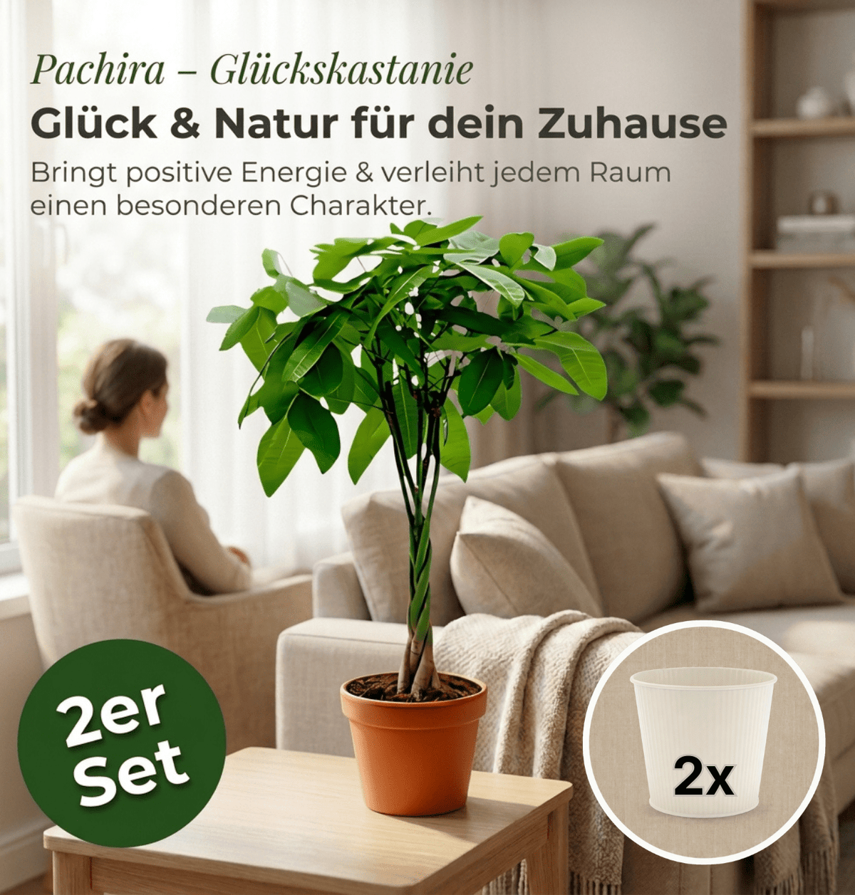 Glückskastanie + 2x Cremefarbener Zinktopf | 2er-Set | Pachira | ca. 40-50 cm | Ø 12-15 cm Topf - Blume Ideal