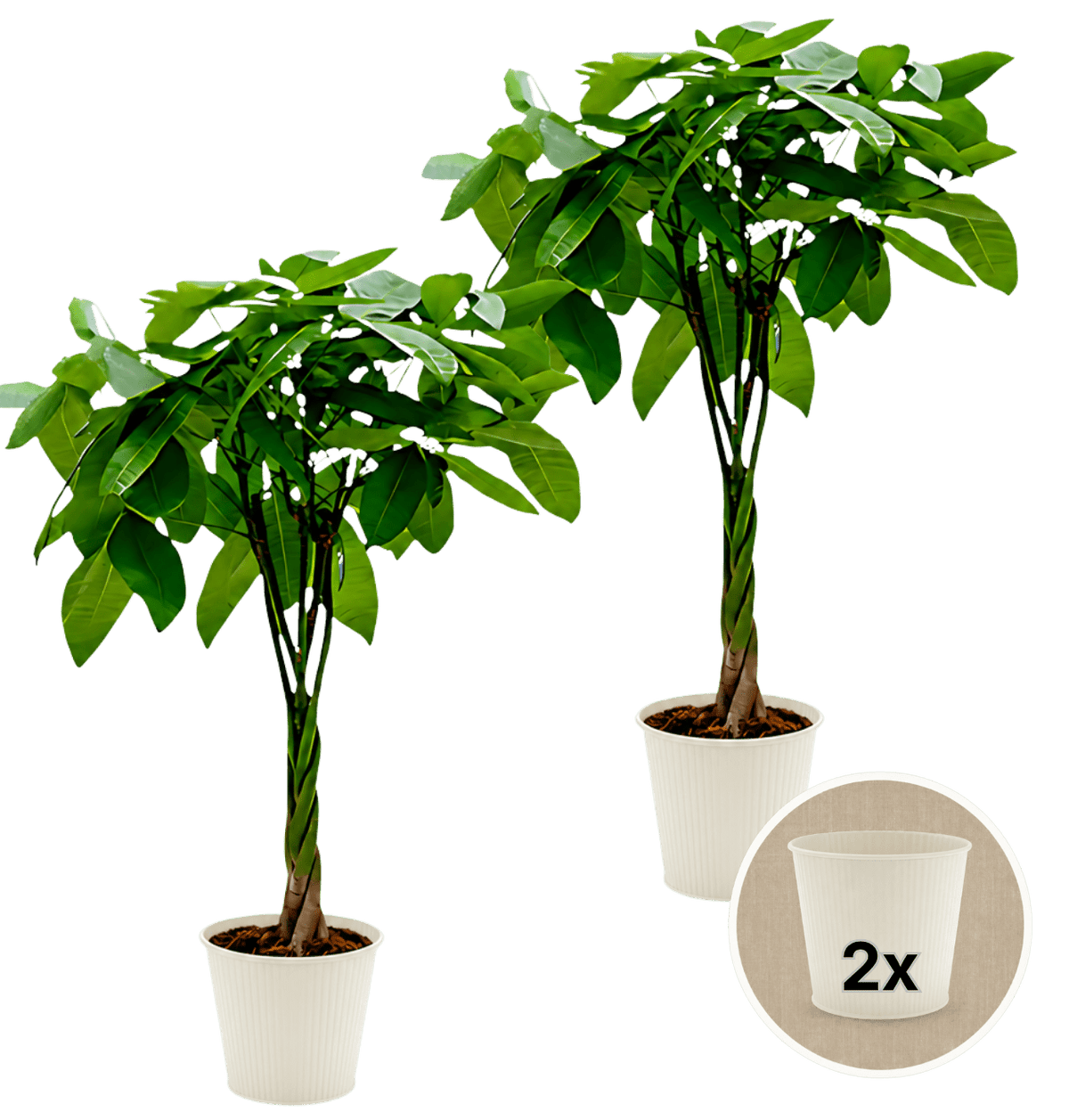 Glückskastanie + 2x Cremefarbener Zinktopf | 2er-Set | Pachira | ca. 40-50 cm | Ø 12-15 cm Topf - Blume Ideal