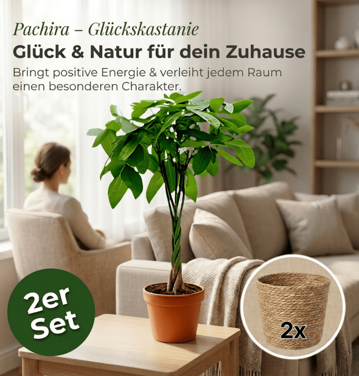Glückskastanie + 2x Seegraskorb | 2er-Set | Pachira | ca. 40-50 cm | Ø 12-15 cm Topf - Blume Ideal