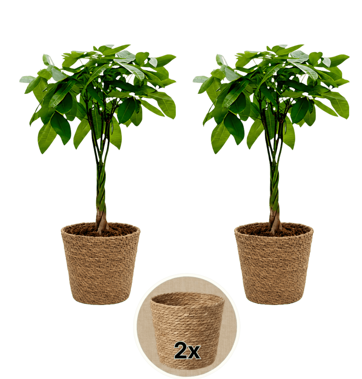 Glückskastanie + 2x Seegraskorb | 2er-Set | Pachira | ca. 40-50 cm | Ø 12-15 cm Topf - Blume Ideal