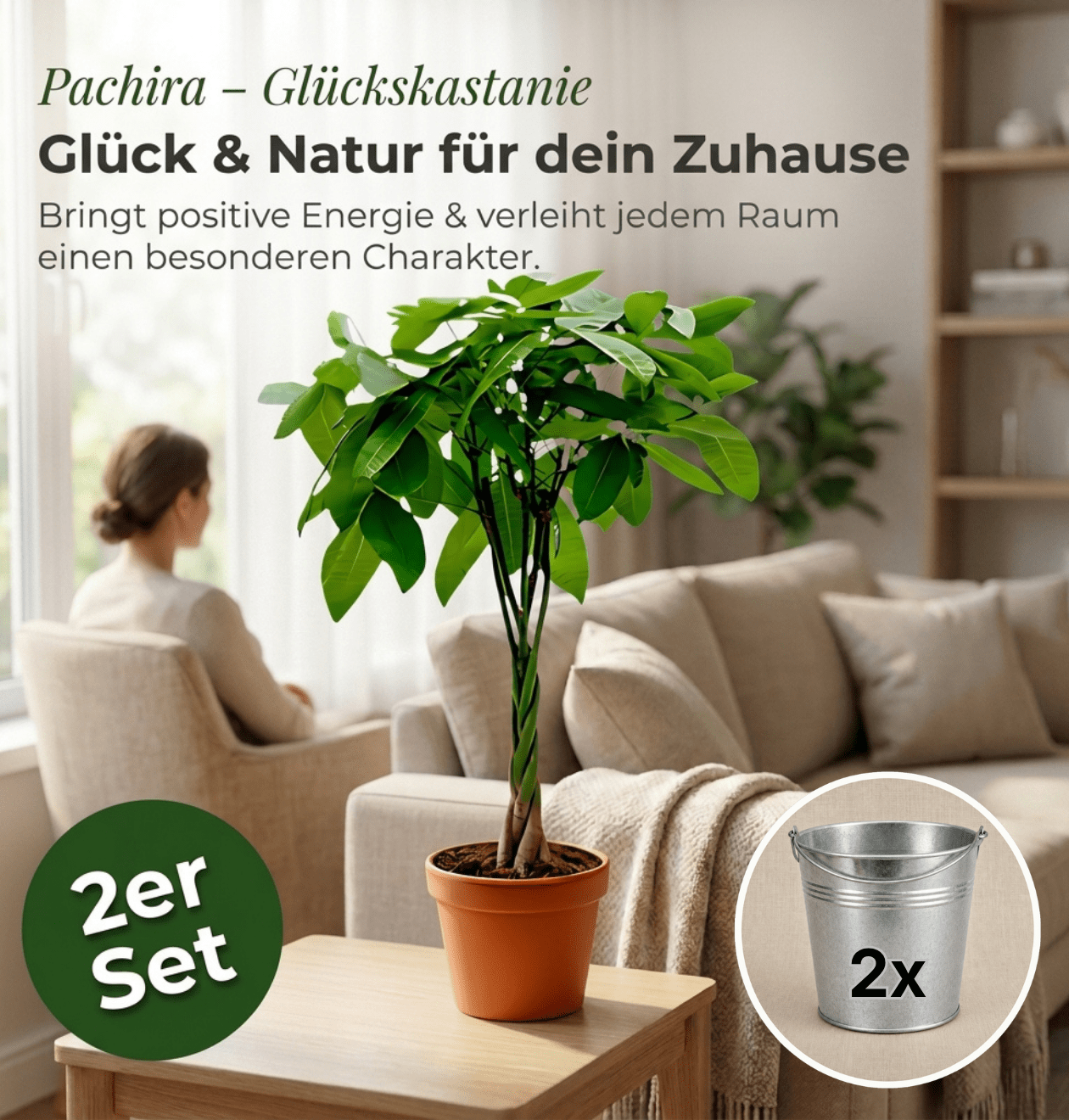 Glückskastanie + 2x Zinktopf | 2er-Set | Pachira | ca. 40-50 cm | Ø 12-15 cm Topf - Blume Ideal