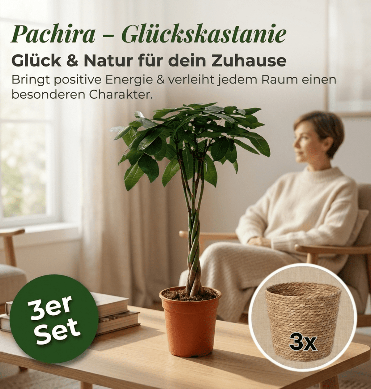 Glückskastanie + 3x Seegraskorb | 3er-Set | Pachira | ca. 40-50 cm | Ø 12-15 cm Topf - Blume Ideal